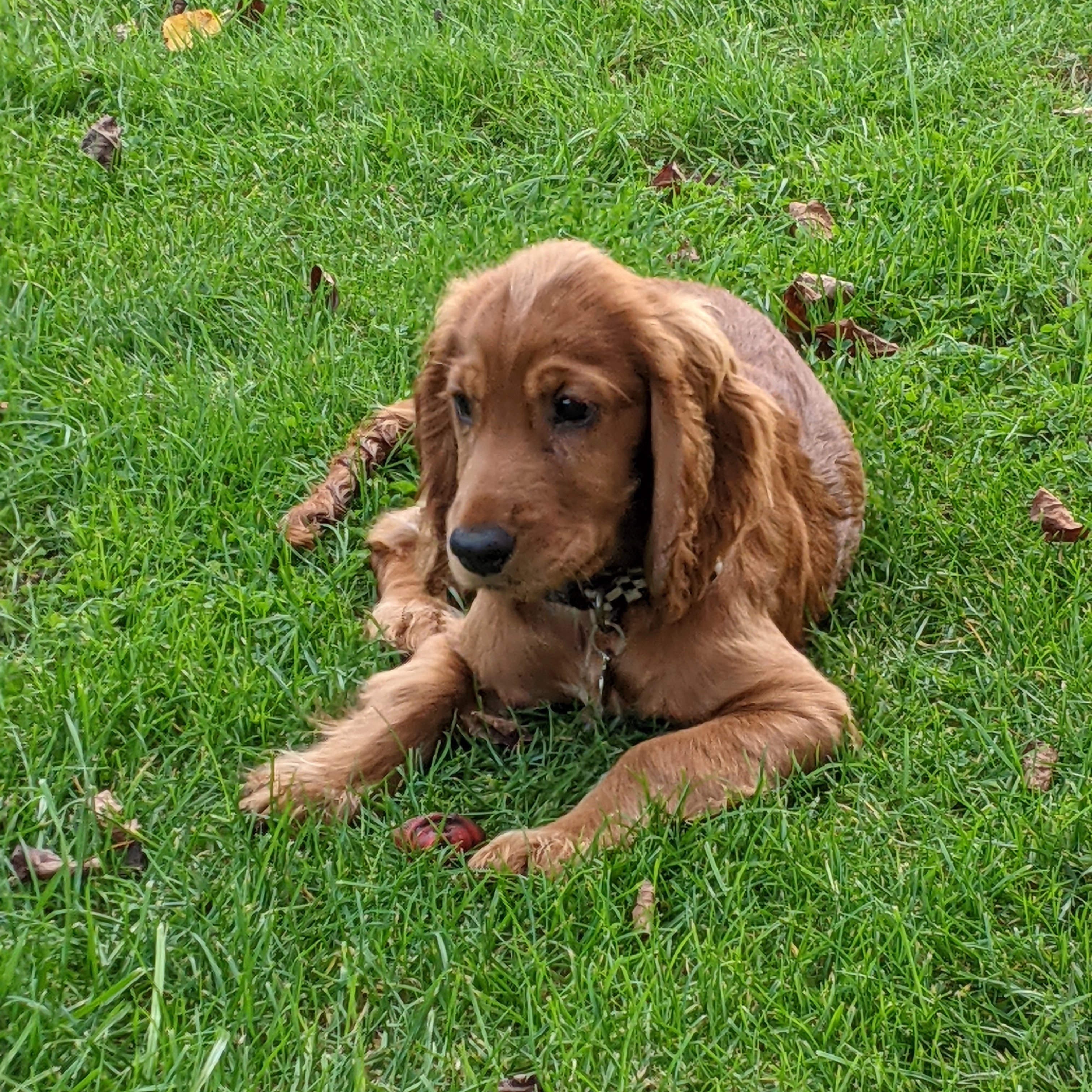 Mable lying down in the grass