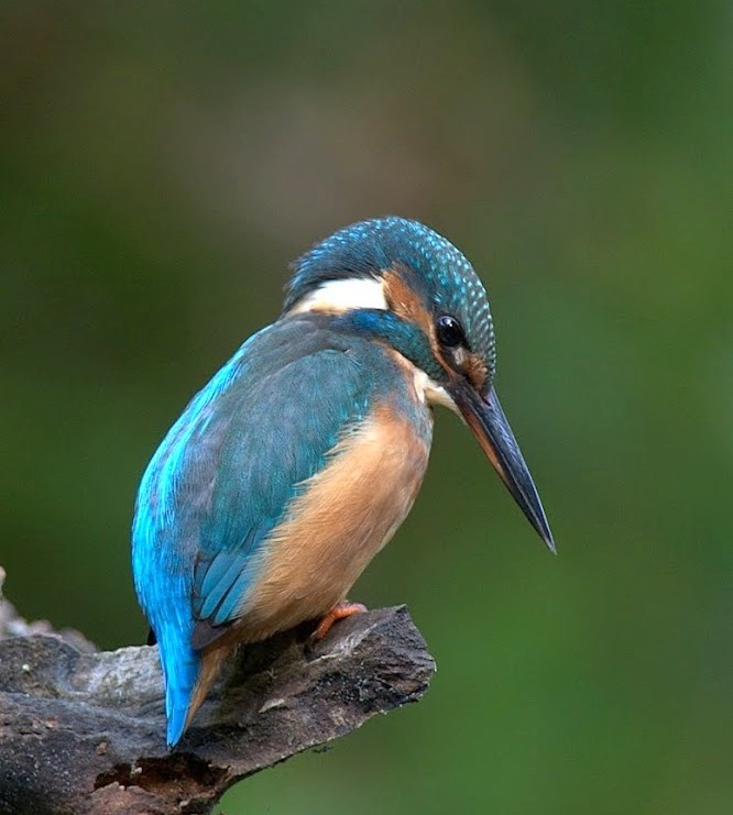 Kingfisher perched on a rock