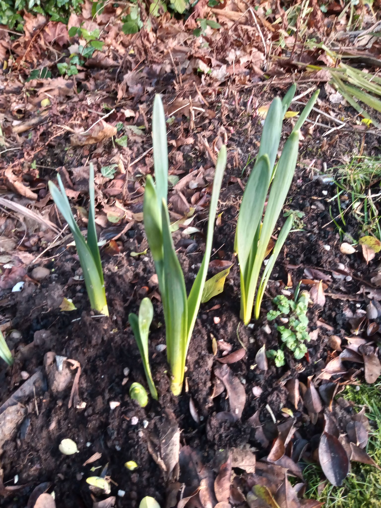 flowers growing through soil