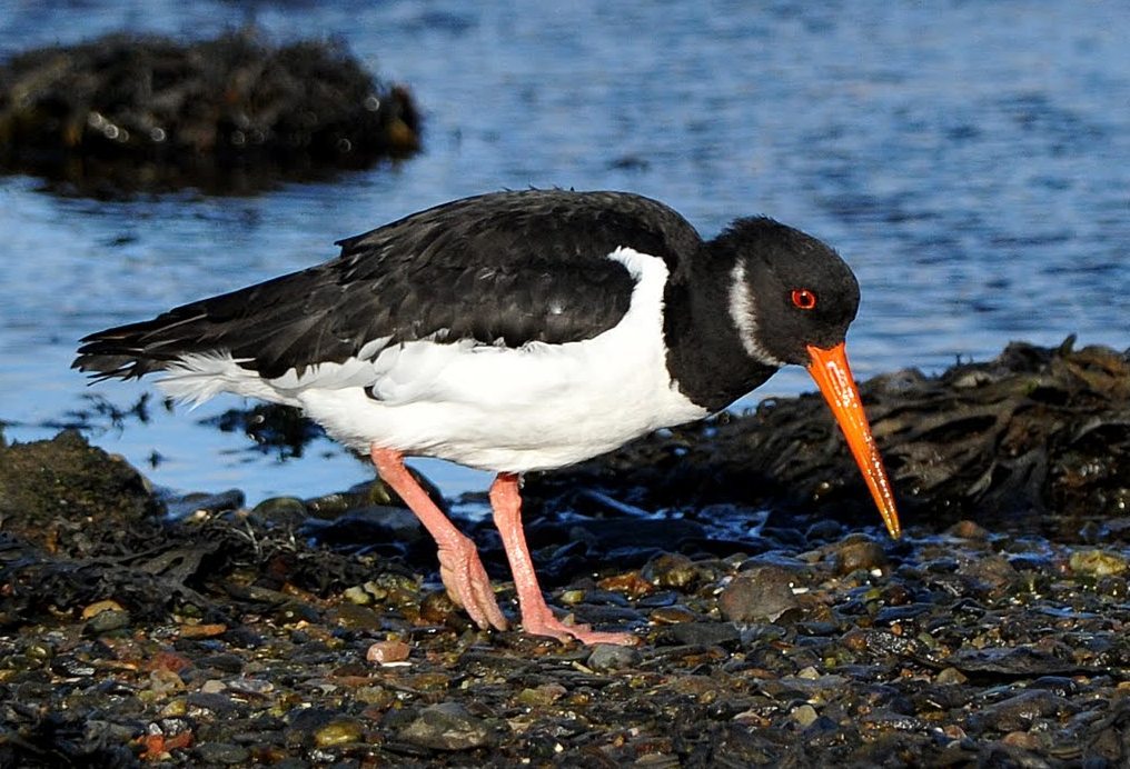 Oystercatcher walking across ground looking for something