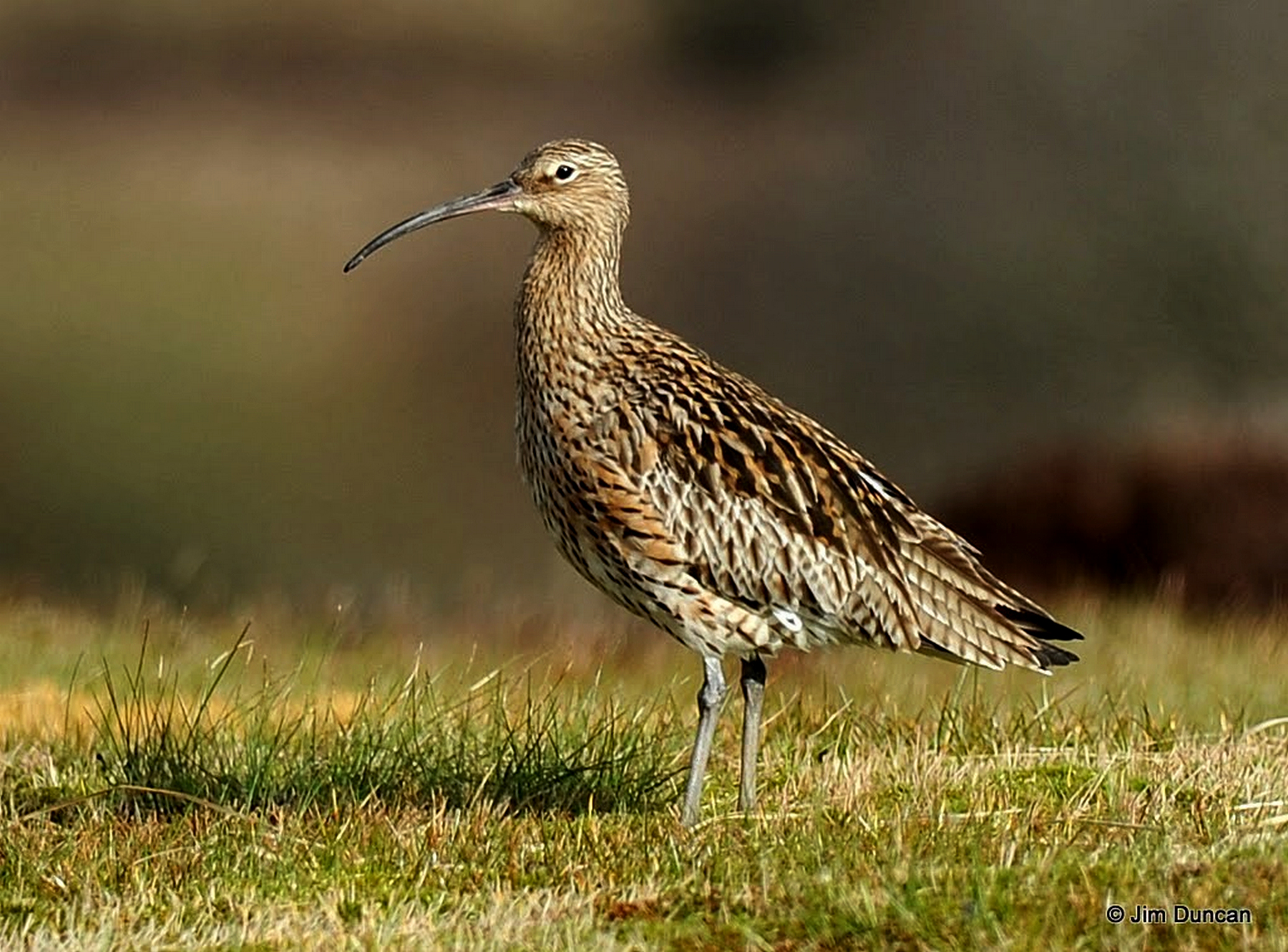 Curlew standing on ground