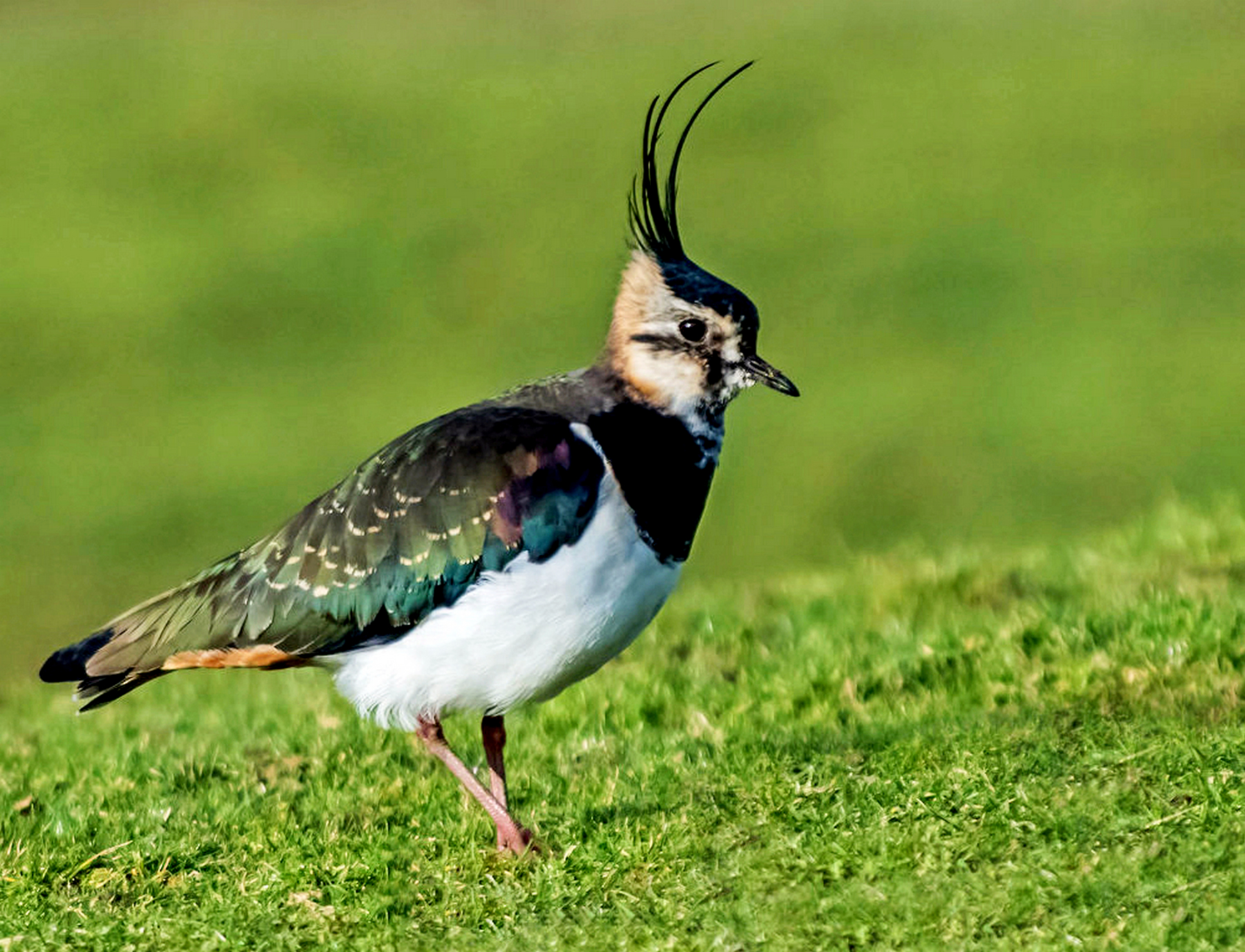 Lapwing standing alert on ground