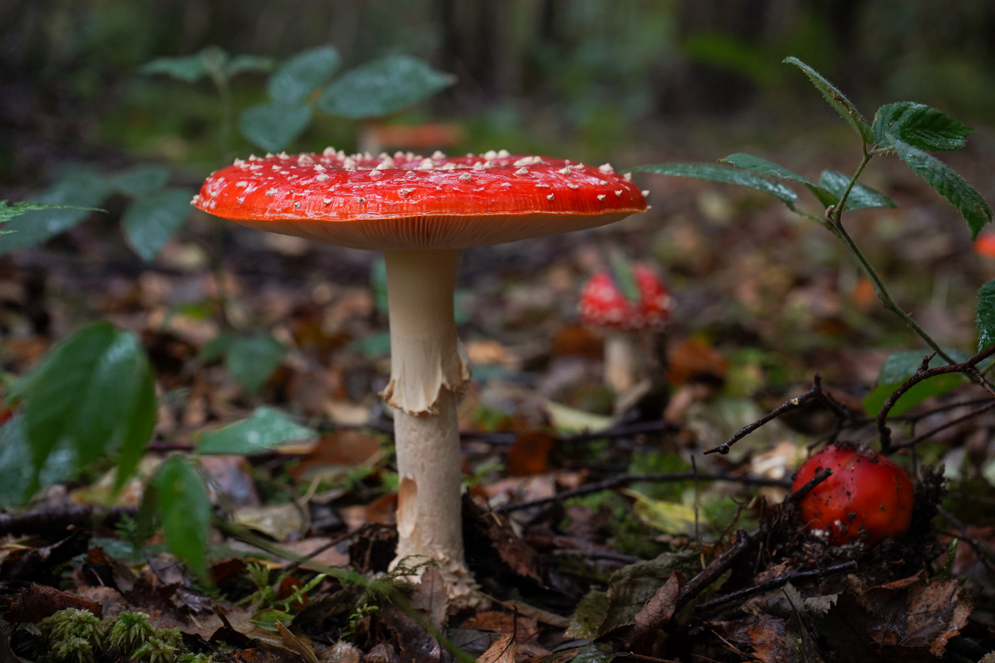 amanita muscaria