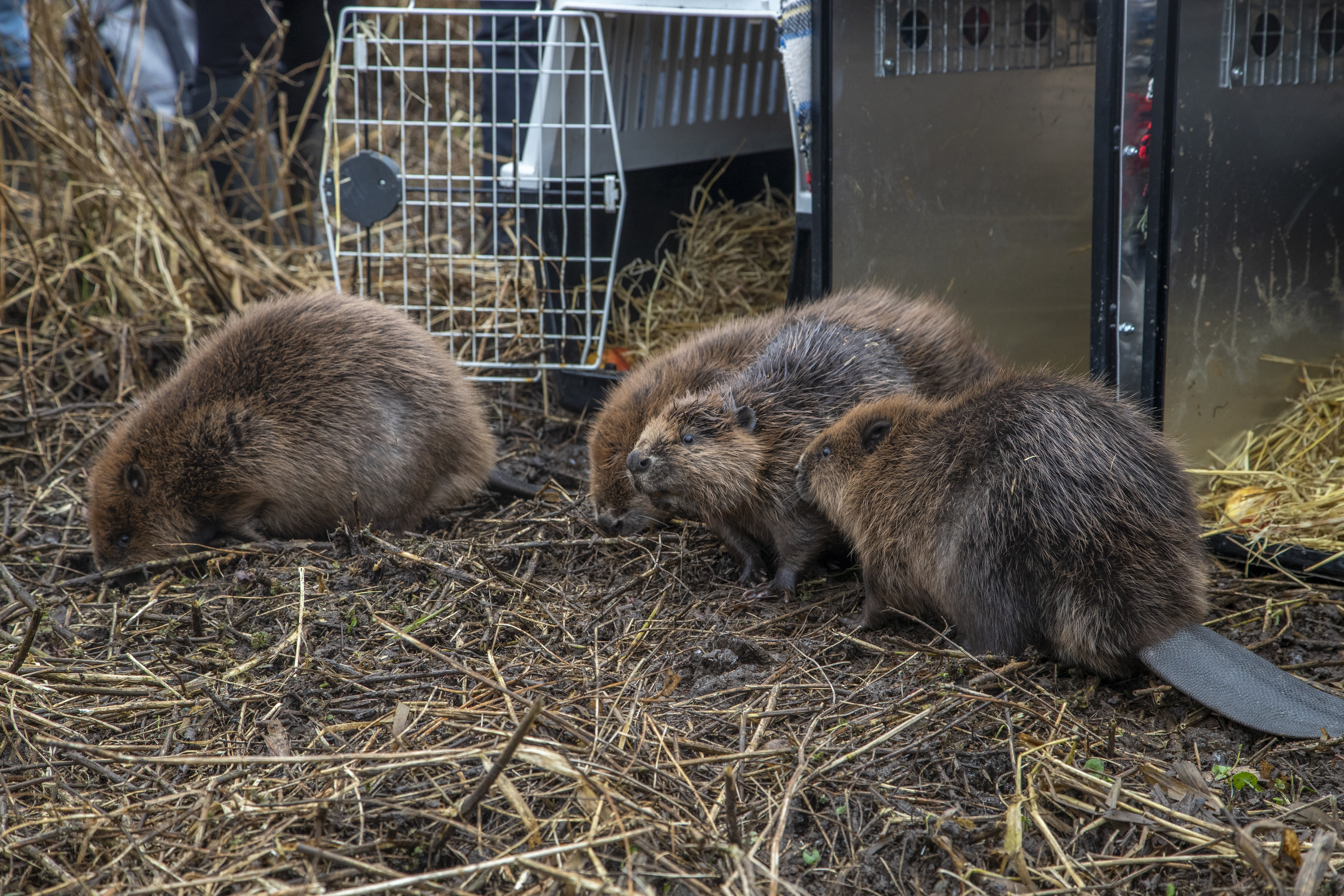 Beaver kits finding one another after being released