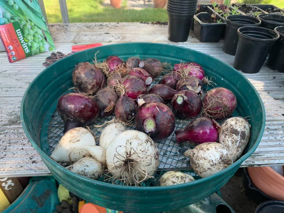 bowl of freshly grown vegetables