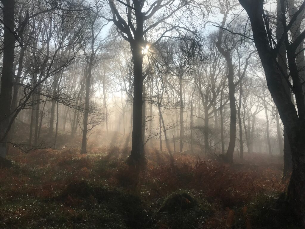 photo of sunlight slowing blending through the trees and mist