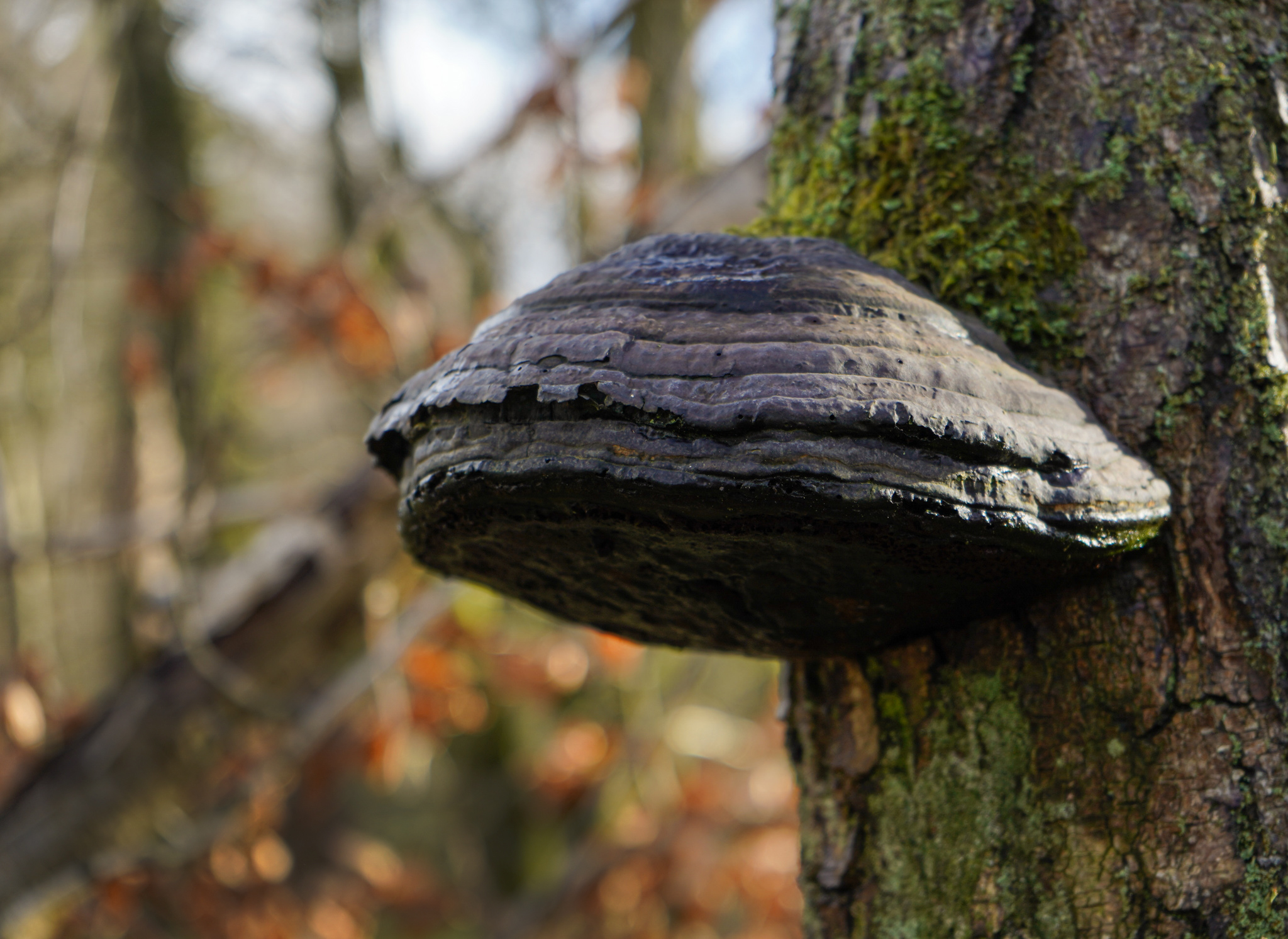 Hoof Fungus