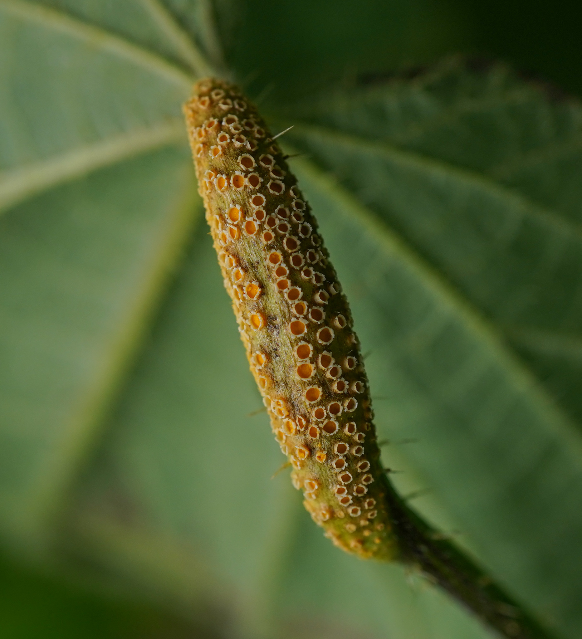 Nettle rust fungus