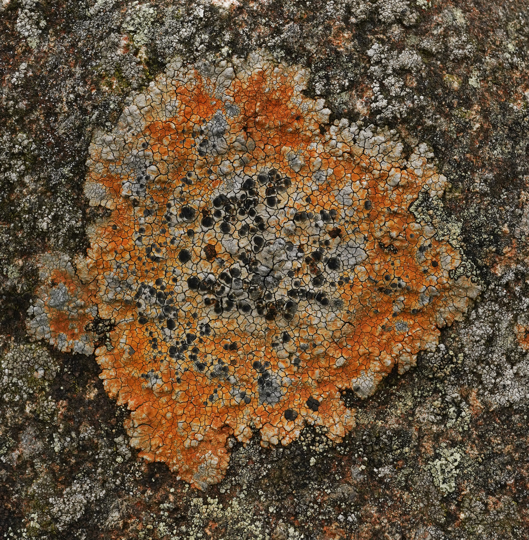 lichen