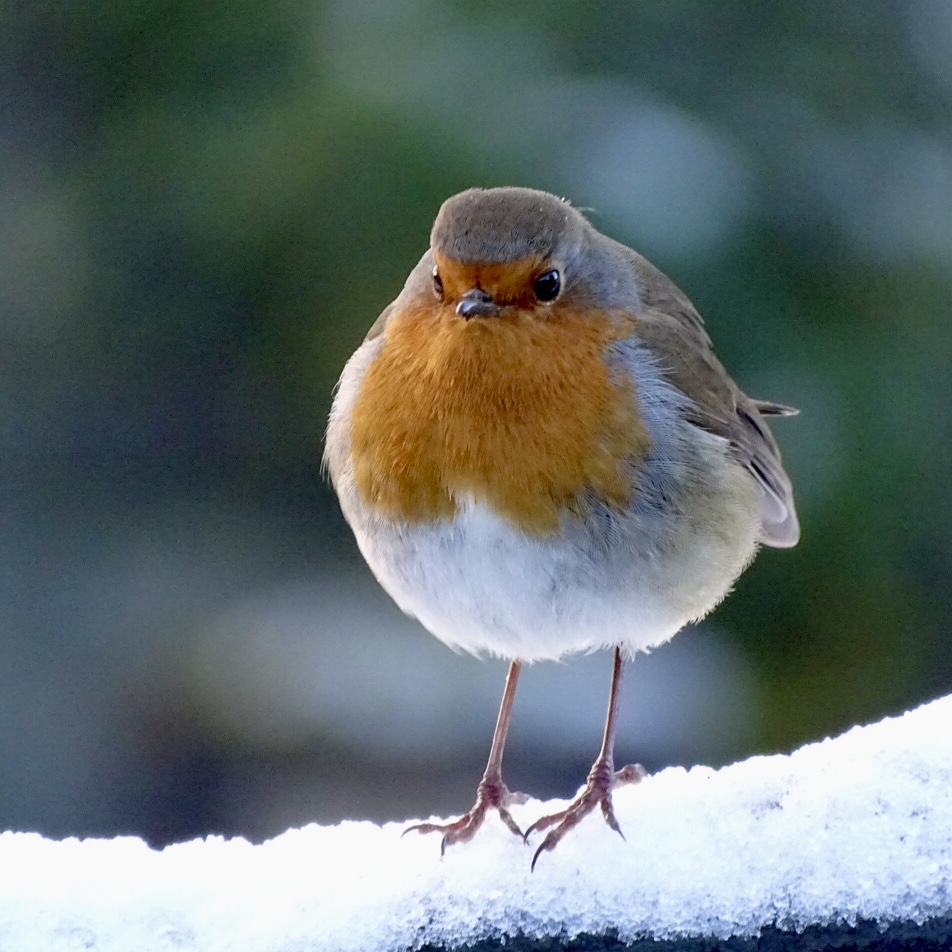 A robin in the snow