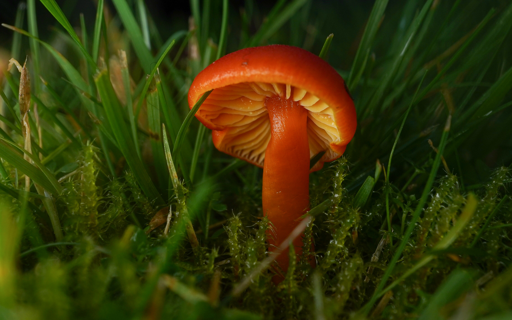 close up of an orange coloured funghi