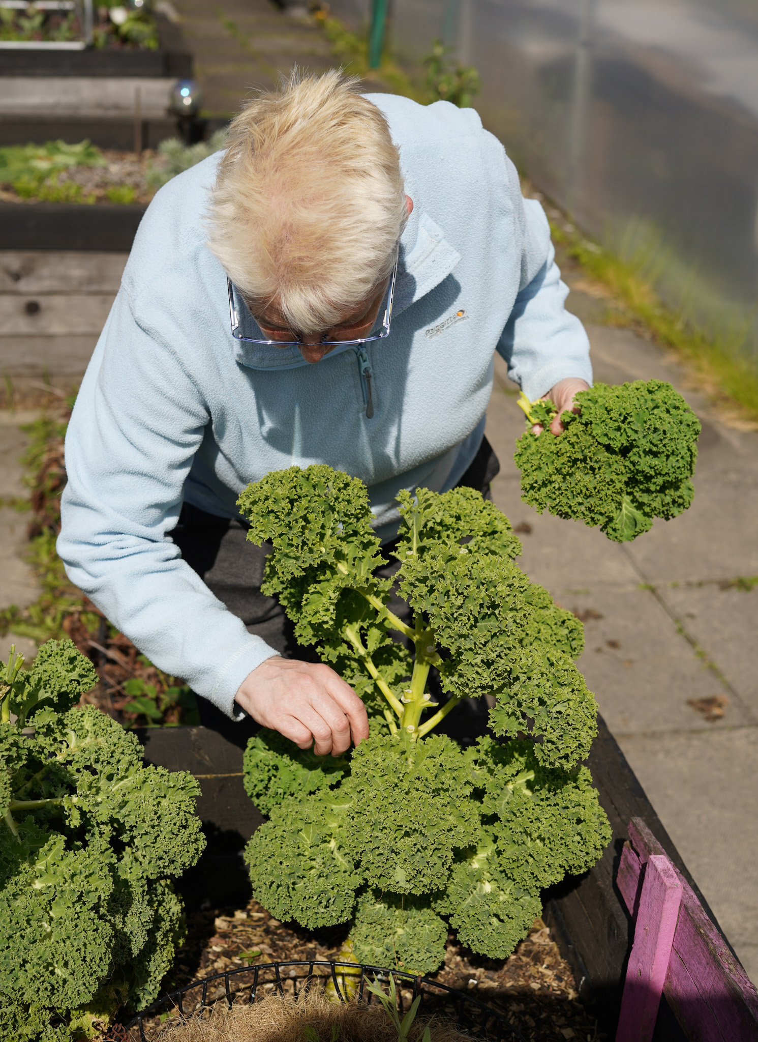 Picking kale