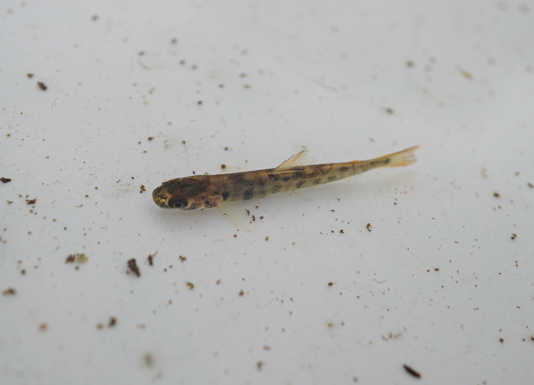 tiny little fish in small sample of water