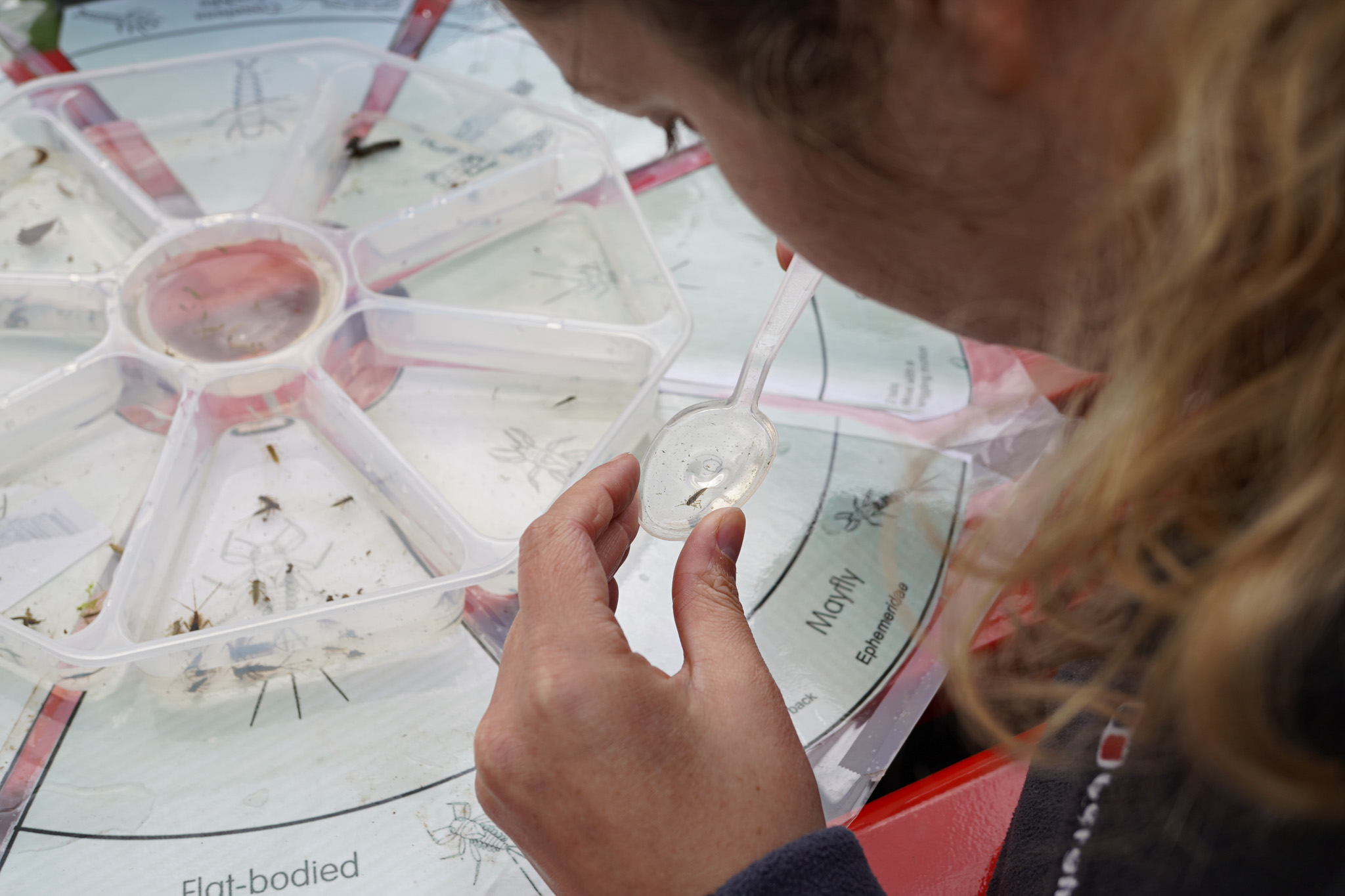 close up of someone inspecting a full sample tray
