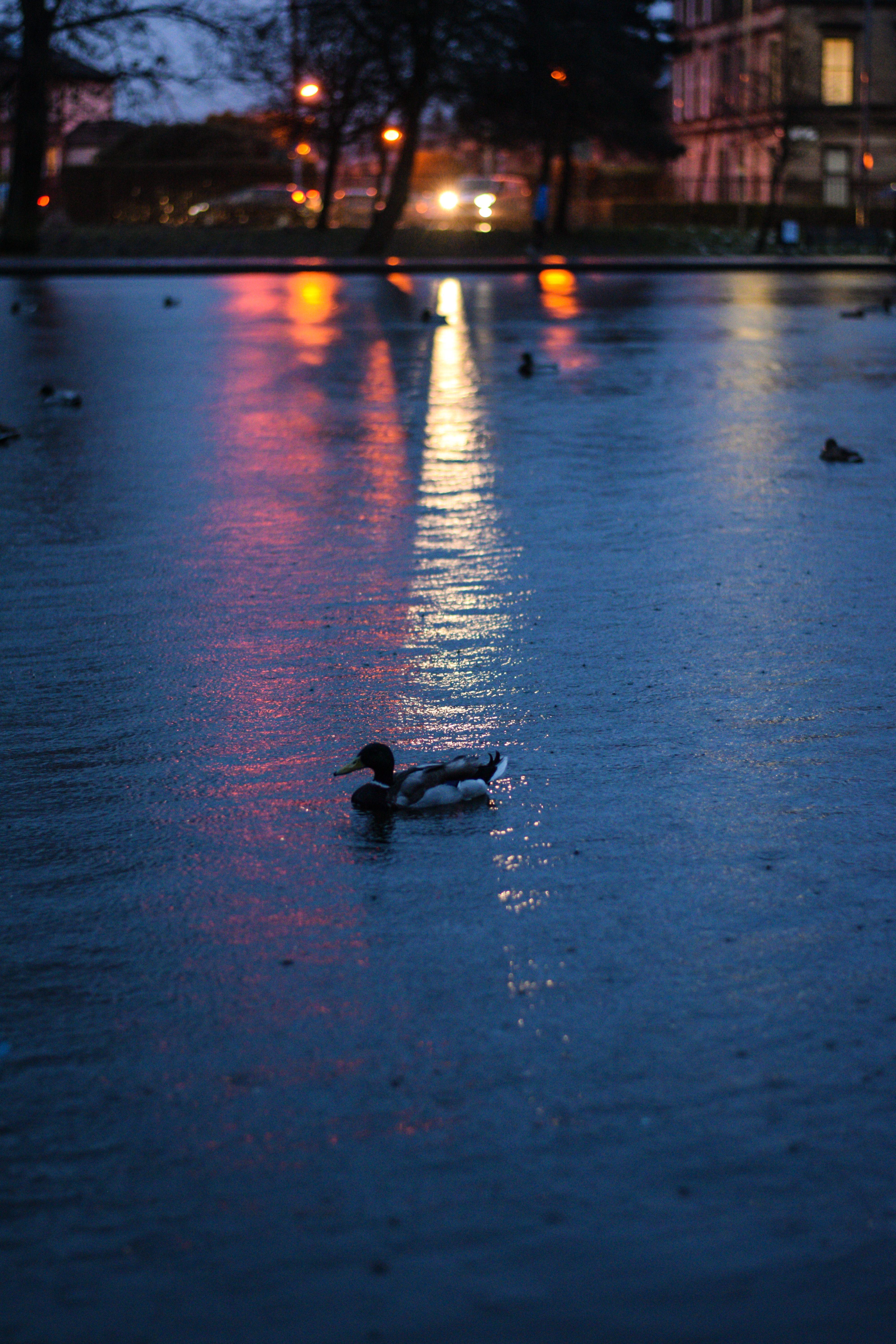 streetlights reflecting on large body of water