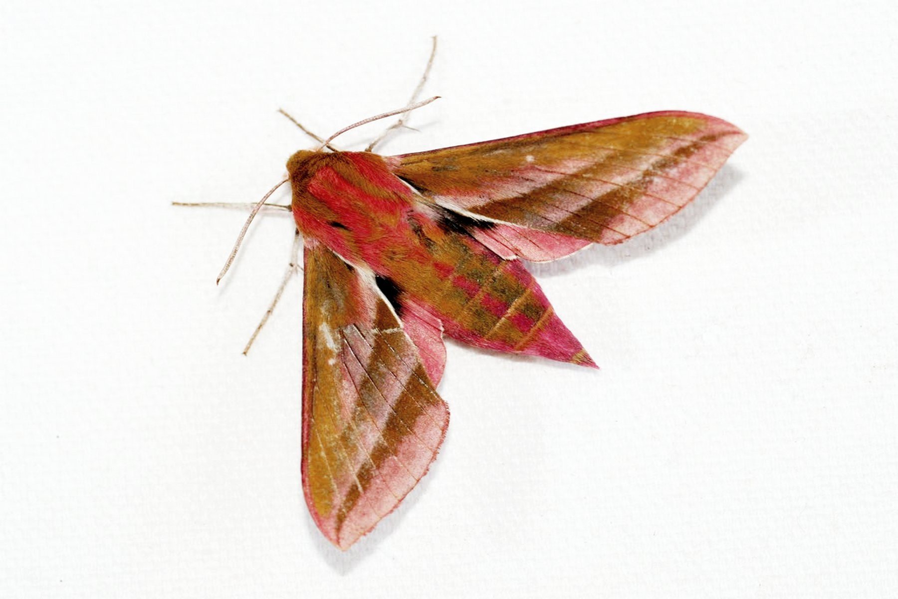 Elephant Hawkmoth