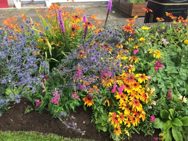 beautiful fowers in bloom