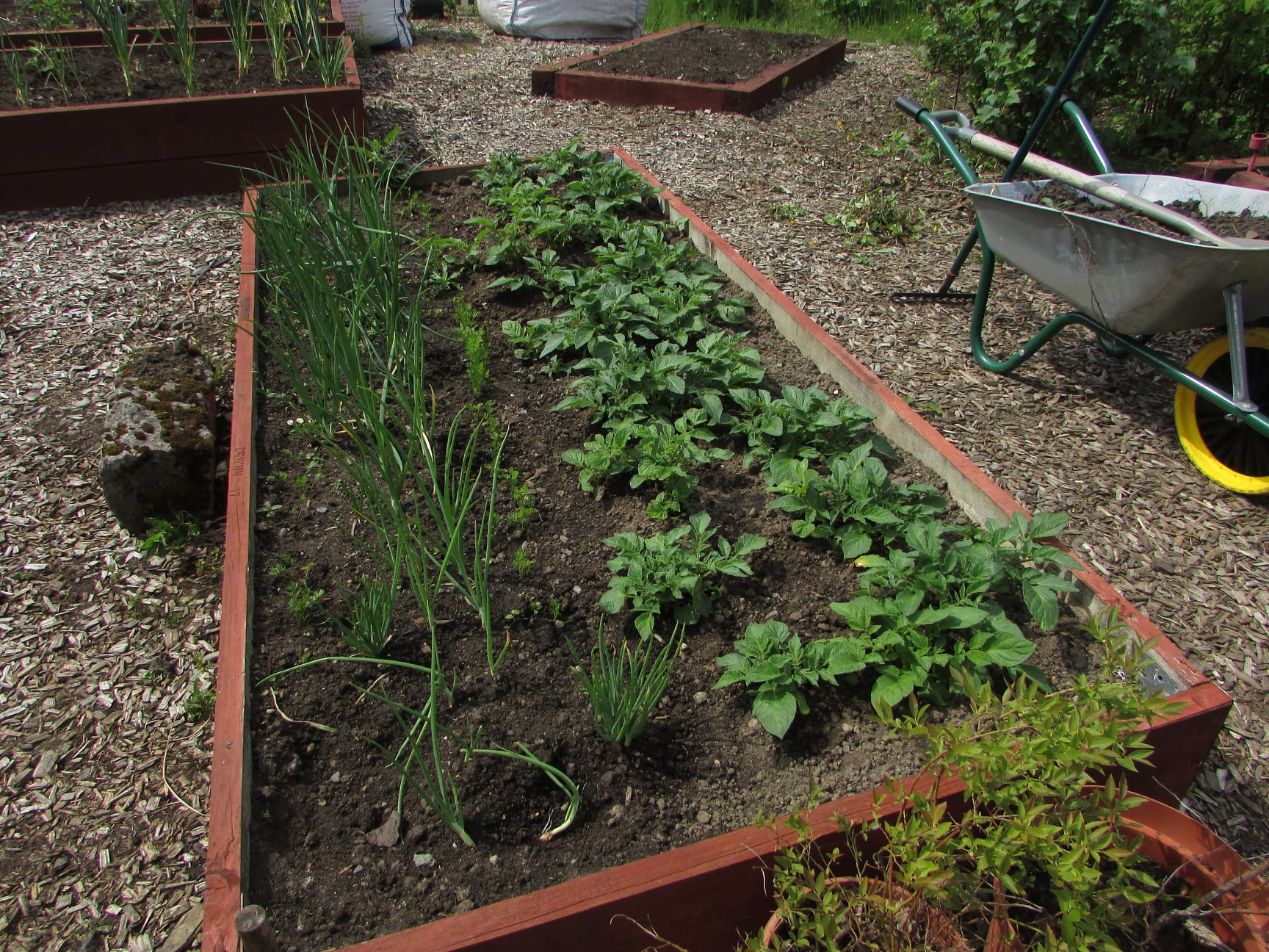 raised beds filled with plants