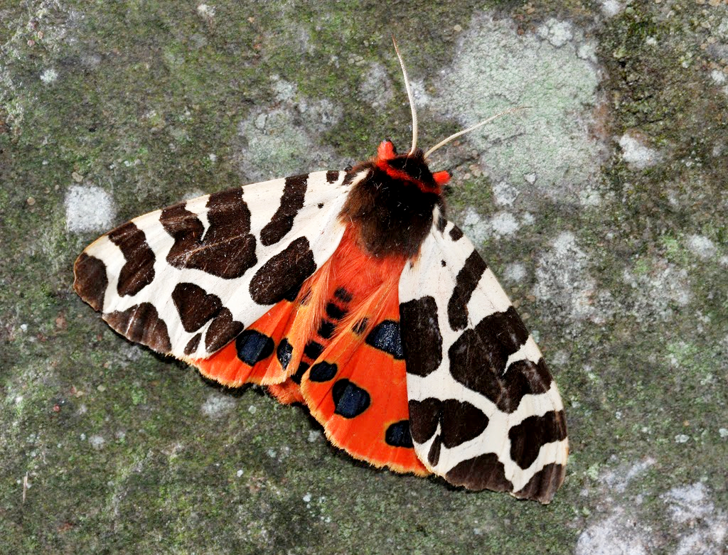 Garden Tiger moth