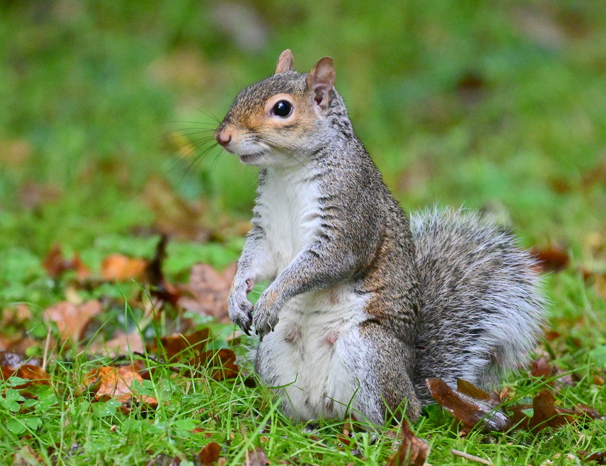 Grey Squirrel Balloch Park