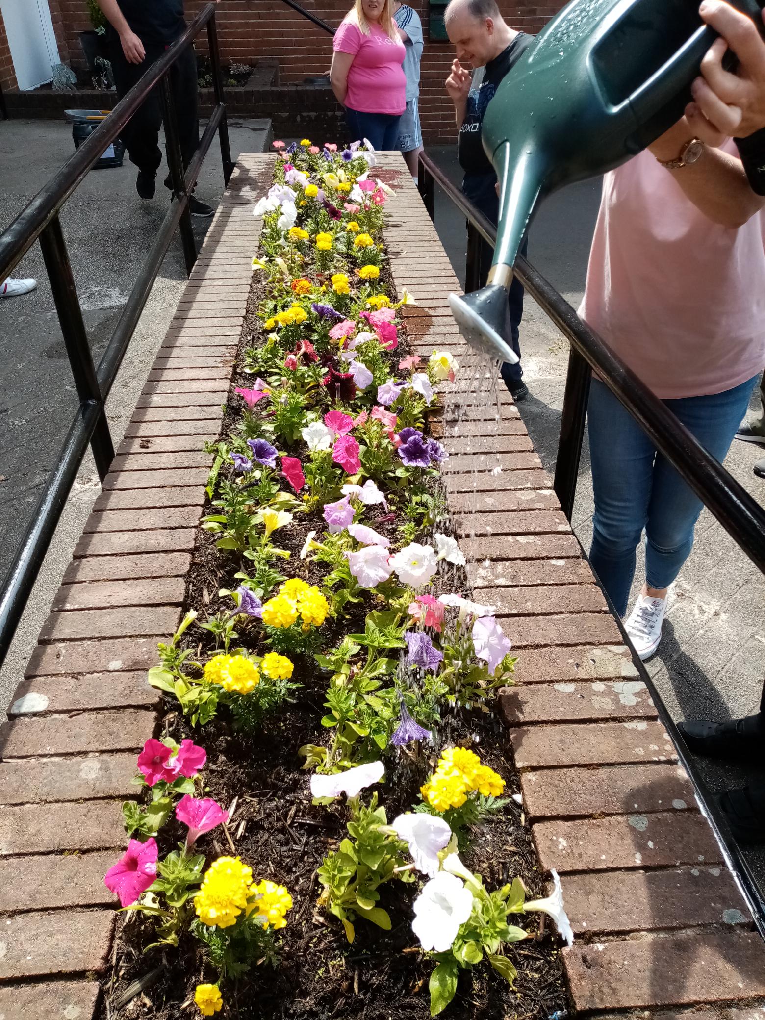 plants in bloom being watered
