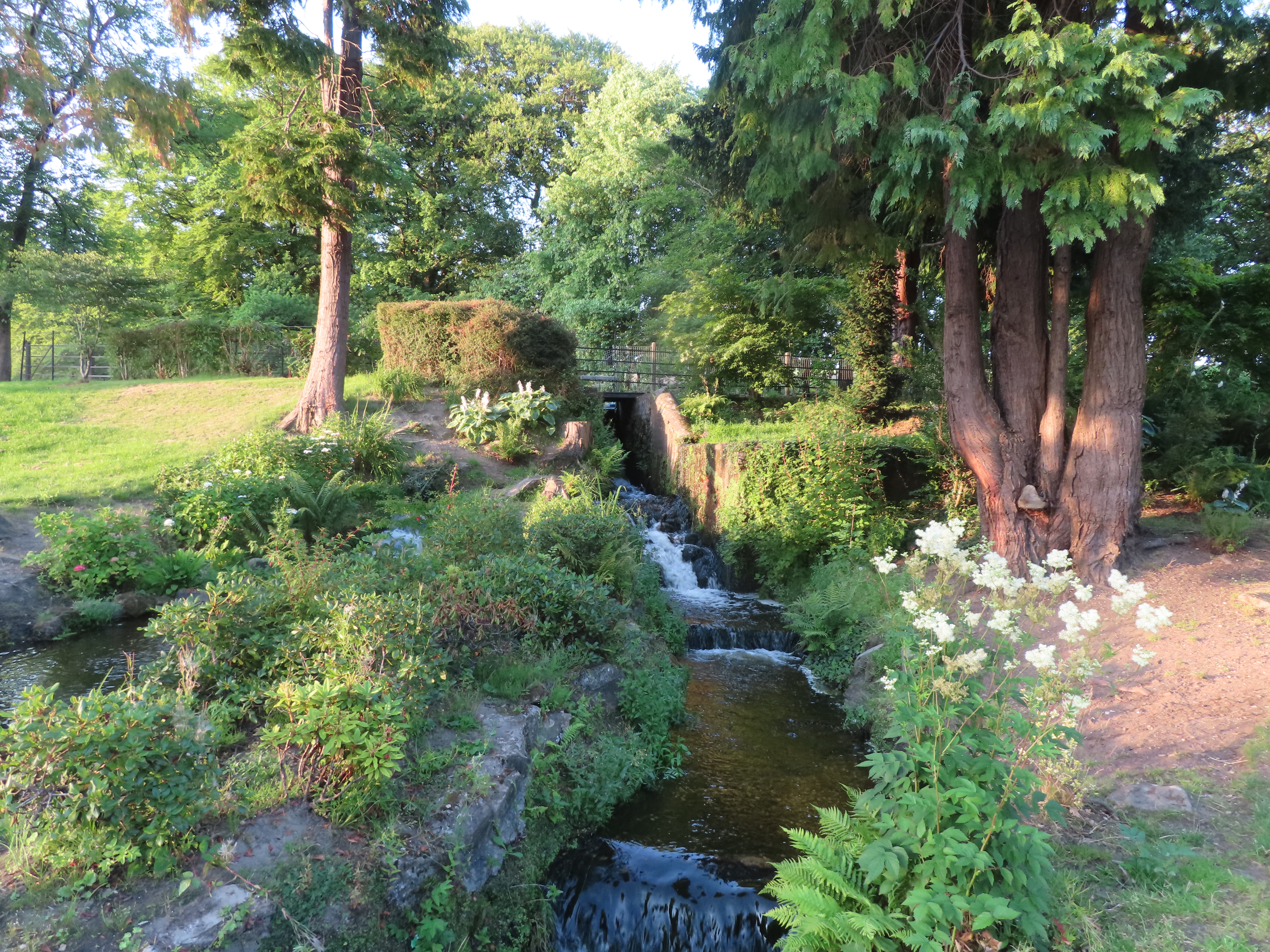 Trees beside a stream