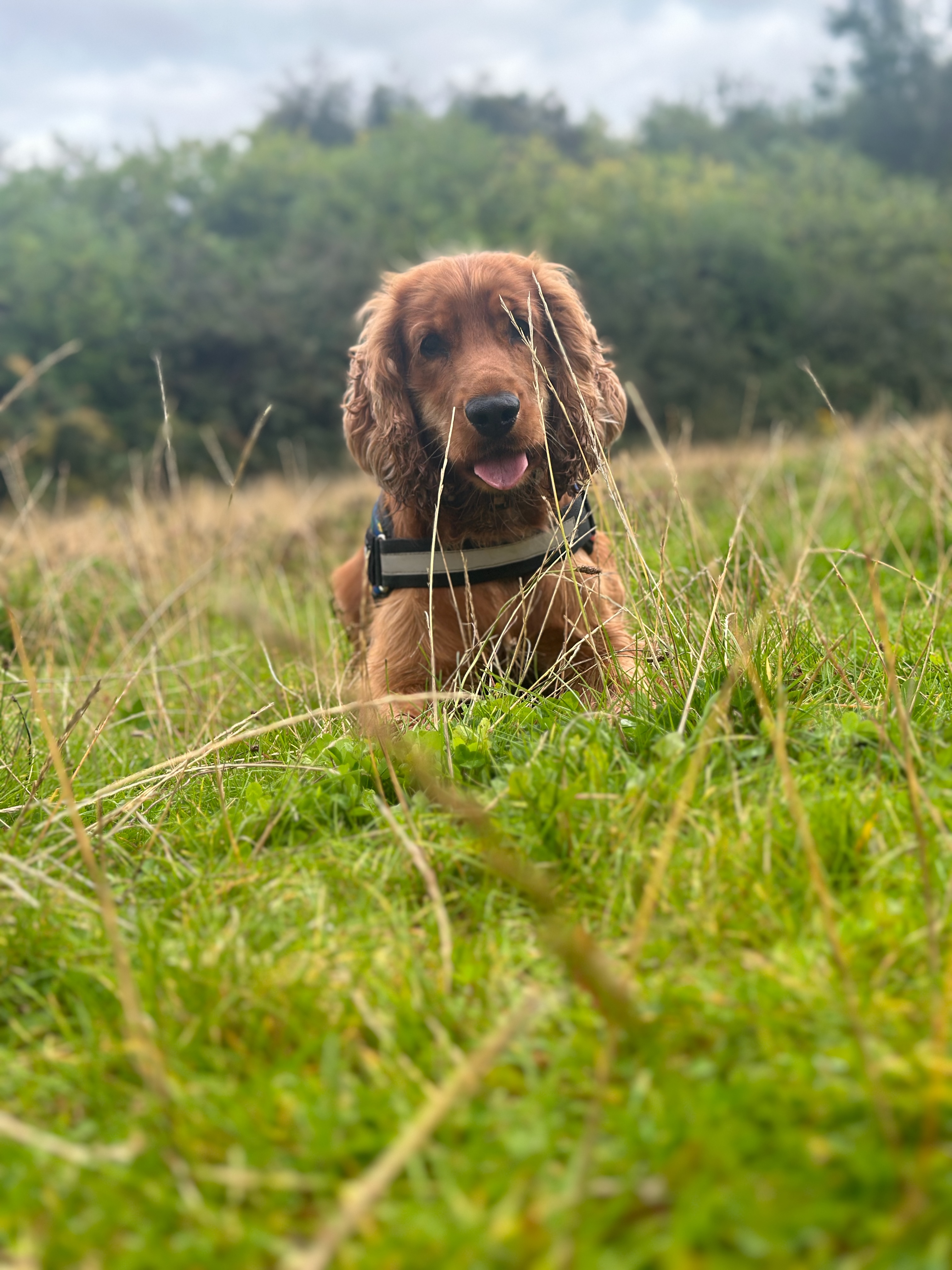 Mable in the park looking through the longer grass