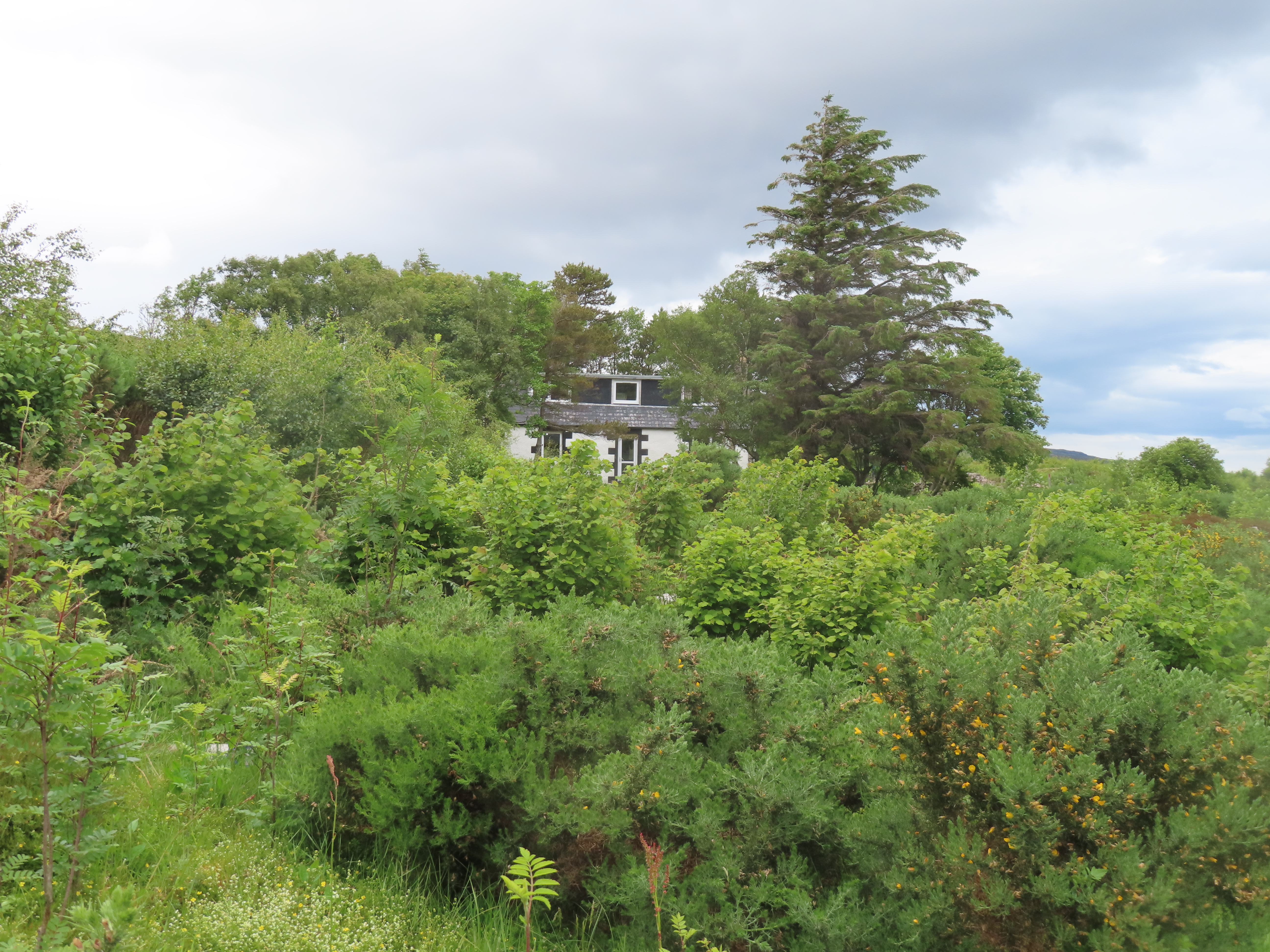 Croft hidden amongst trees