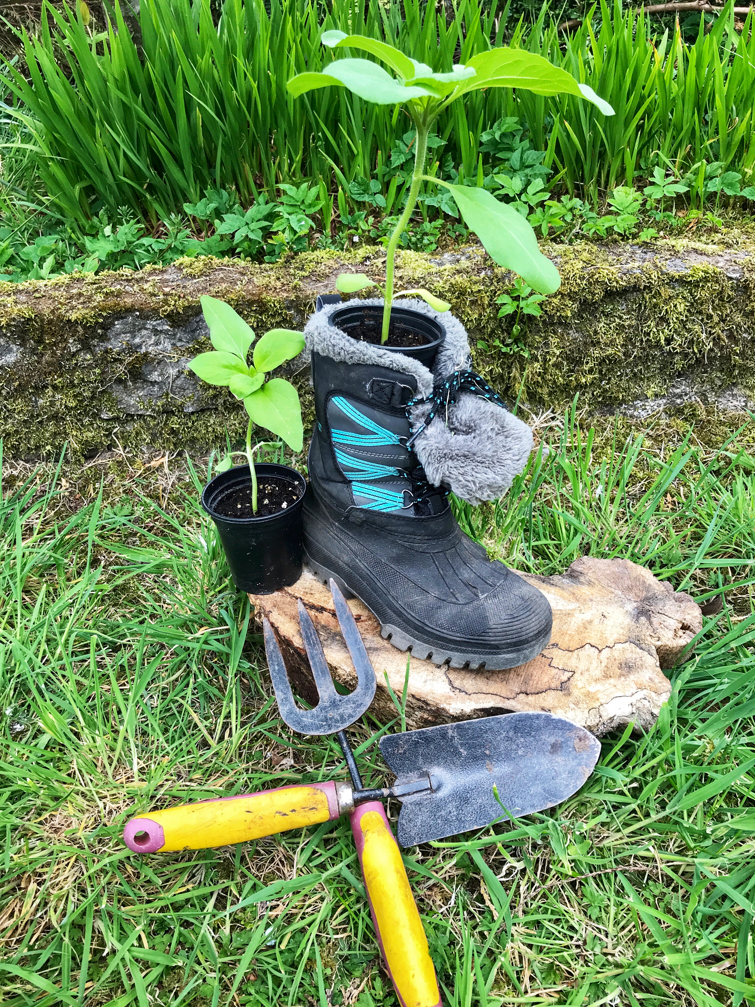 old boot used as a plant pot with gardening tools