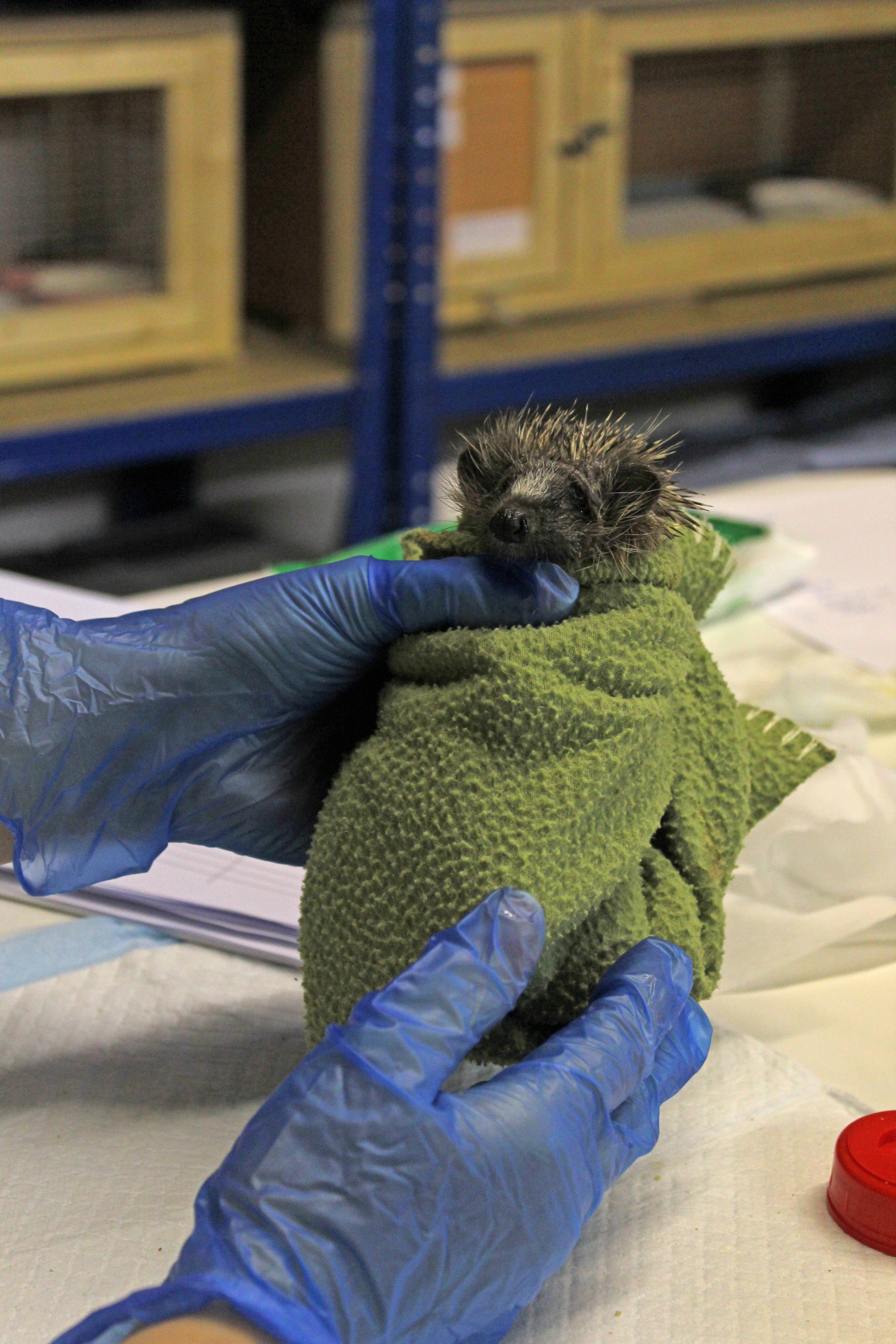 Squeak wrapped up in a blanket receiving care