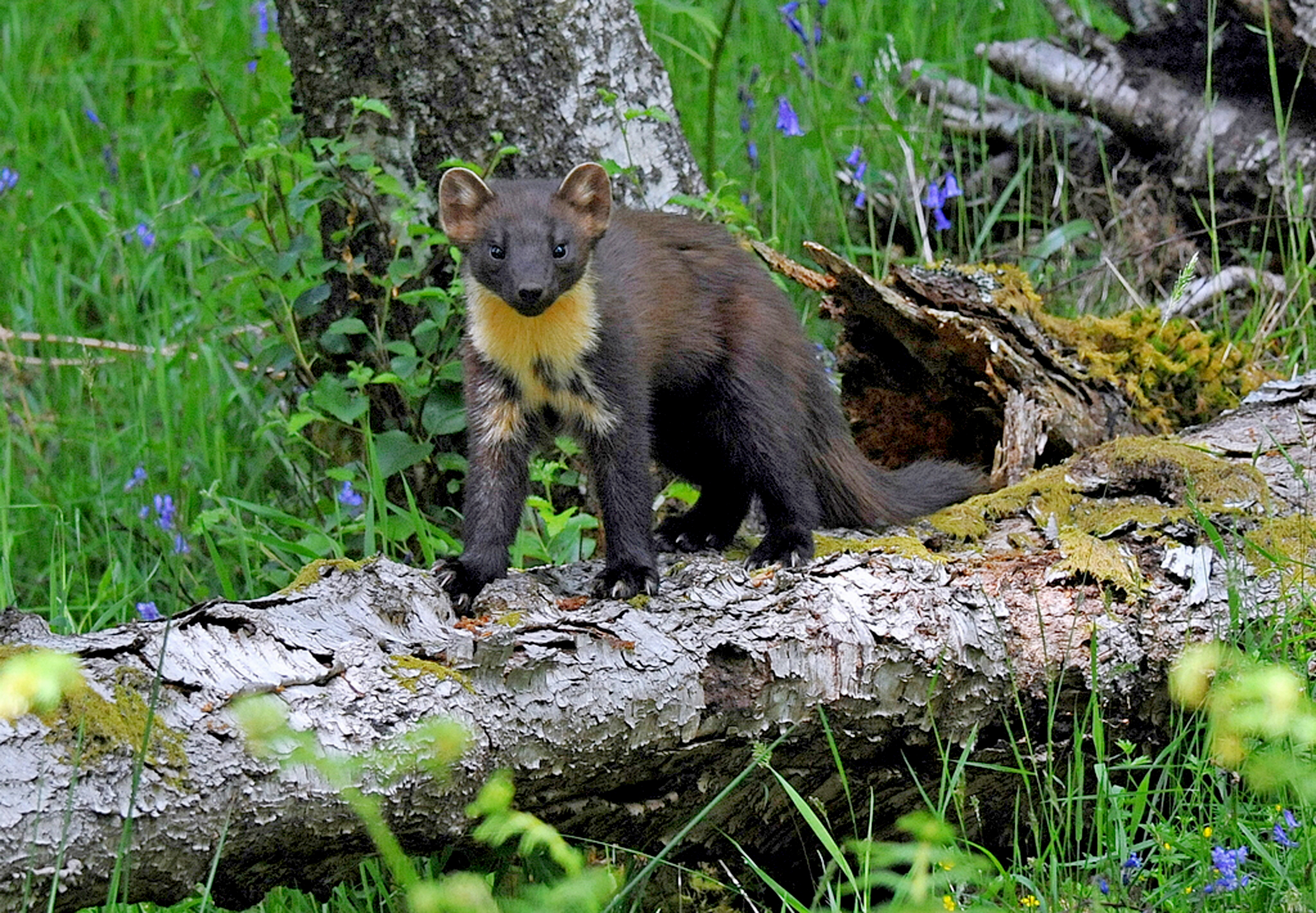 Pine marten walking along the top of a fallen tree