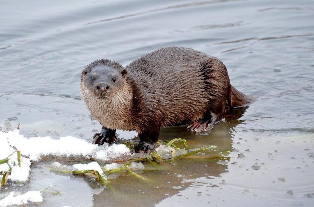 Otter coming ashore. Snow on the ground