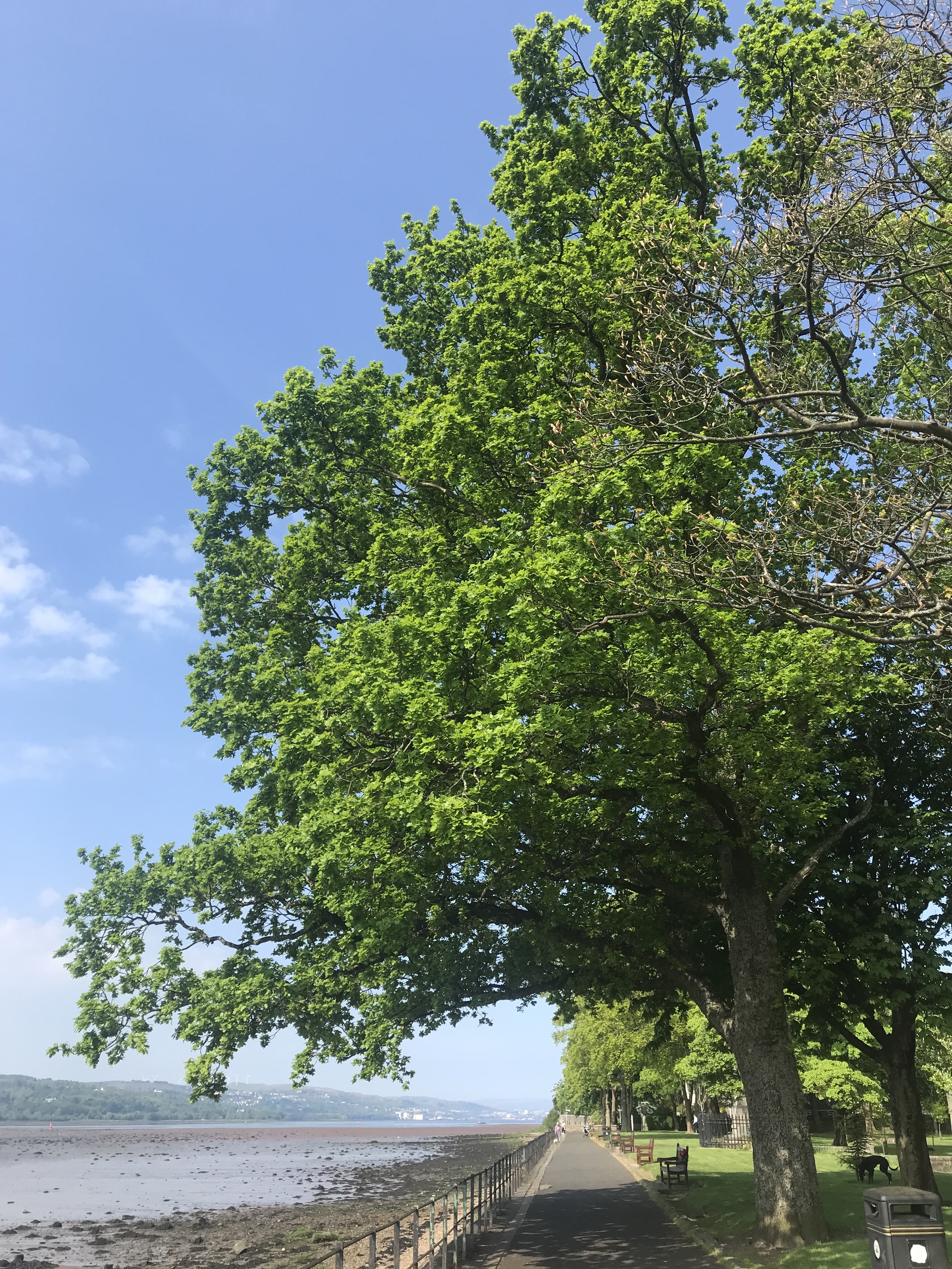 Picture of an oak tree beside the Clyde