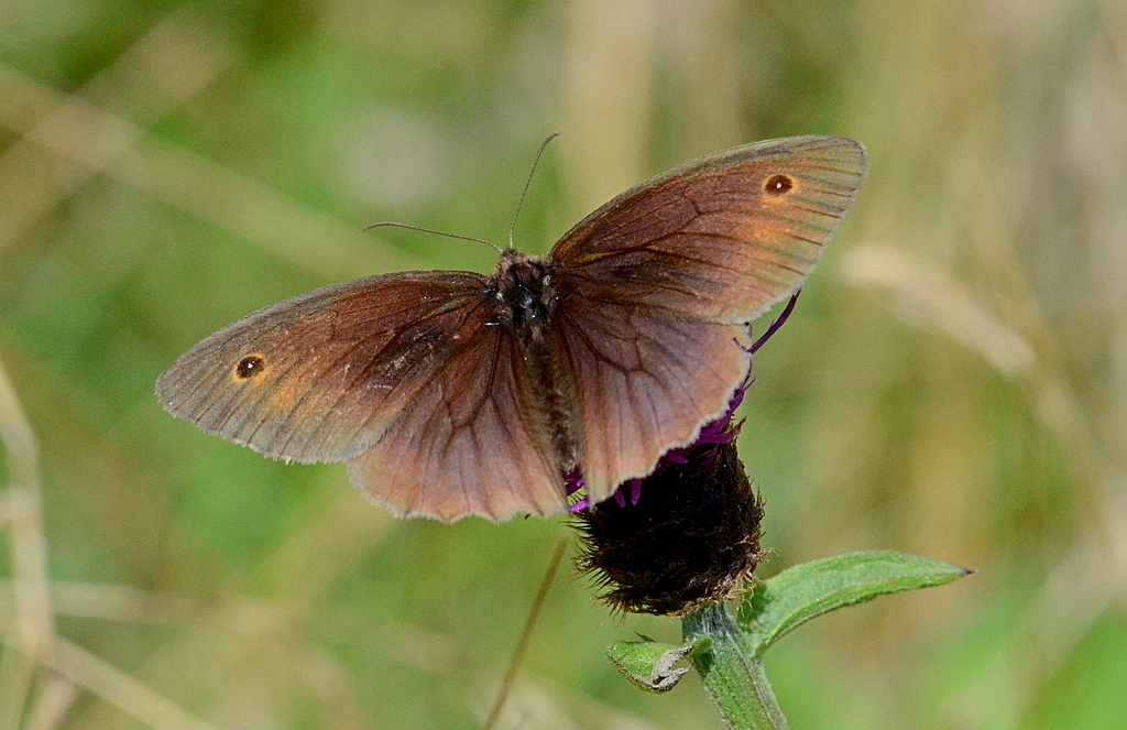 Meadow Brown butterfly
