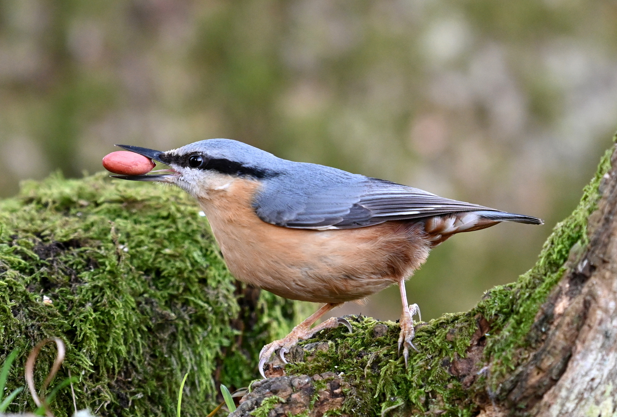 nuthatch with nut in beak