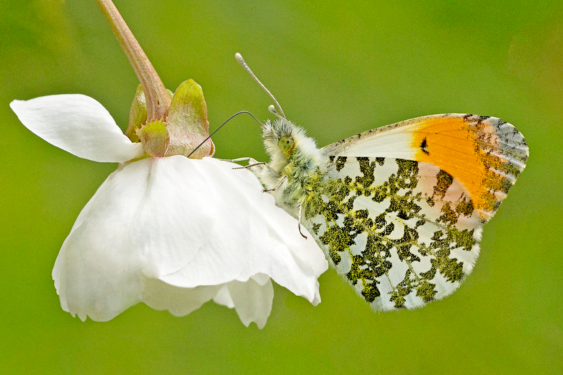 Orange-tip