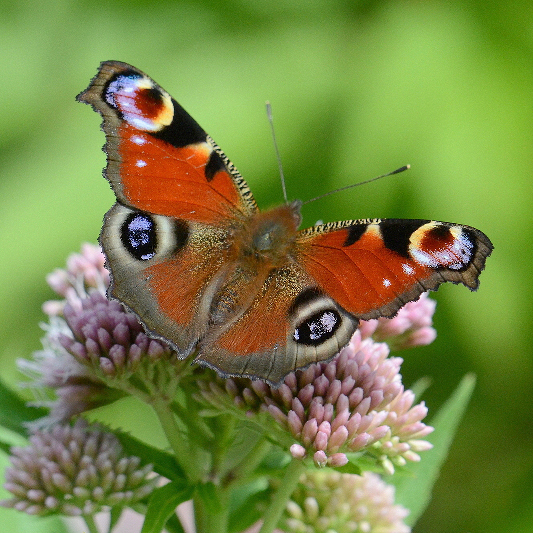 A peacock butterfly on clover