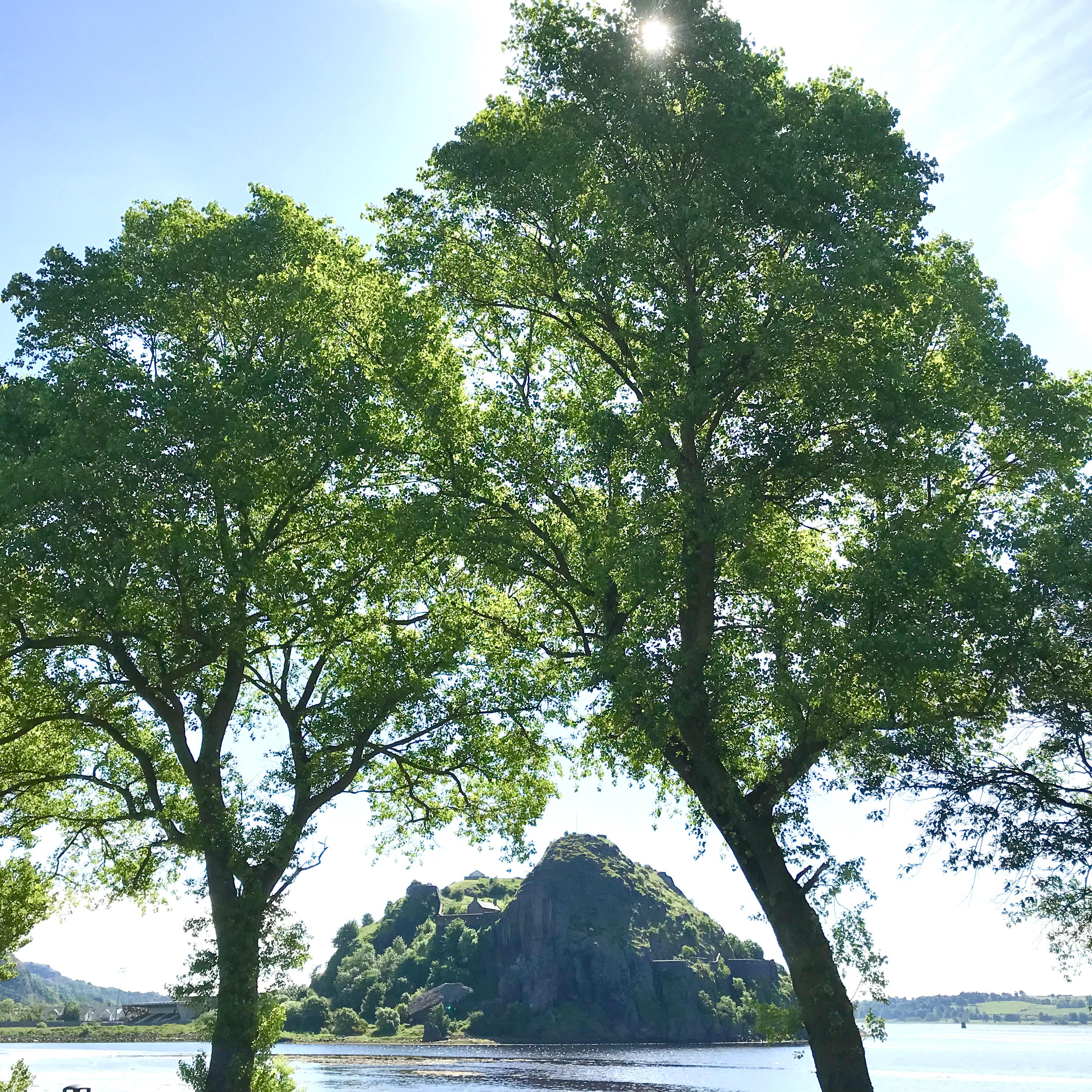 Poplar trees with Dumbarton Rock behind
