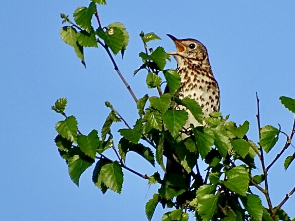 song thrush warbling away