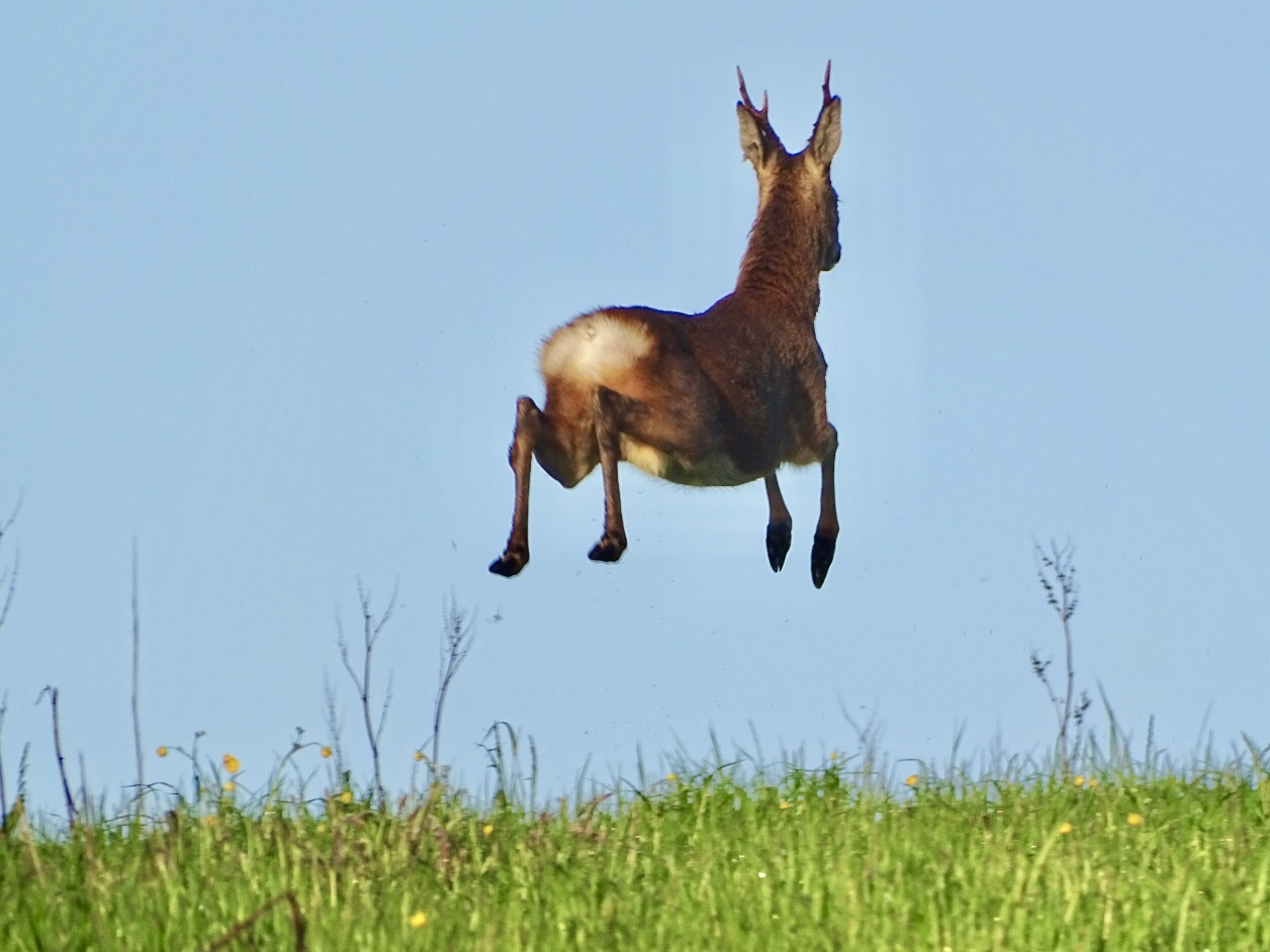 photo of a leaping roe deer
