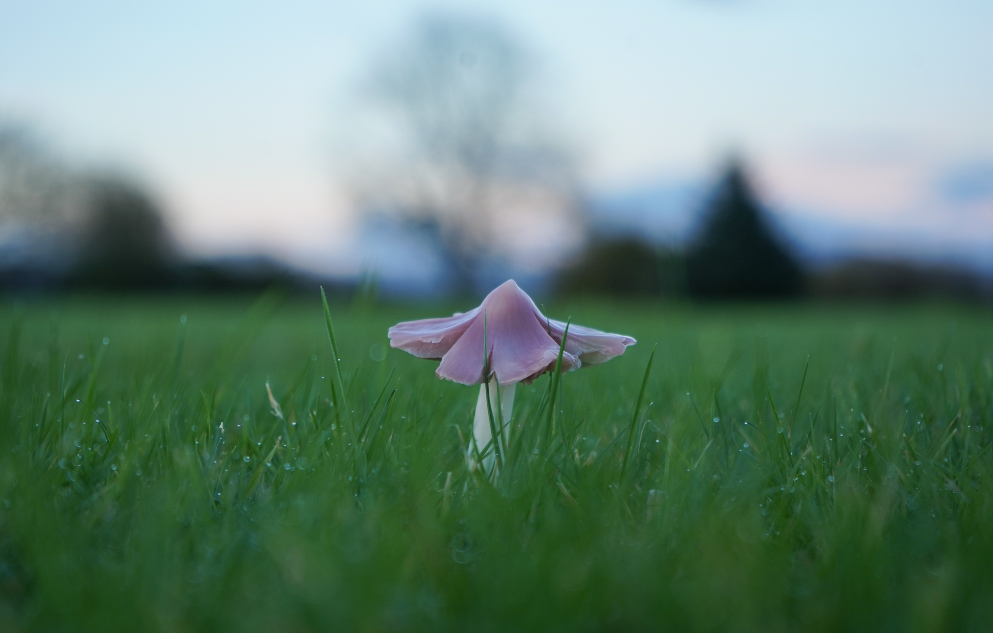 Porpolomopsis calyptriformis