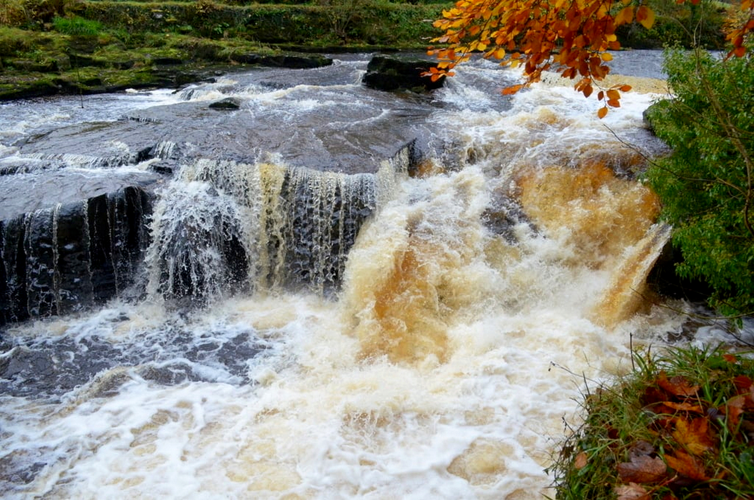 waterfall where salmon leap