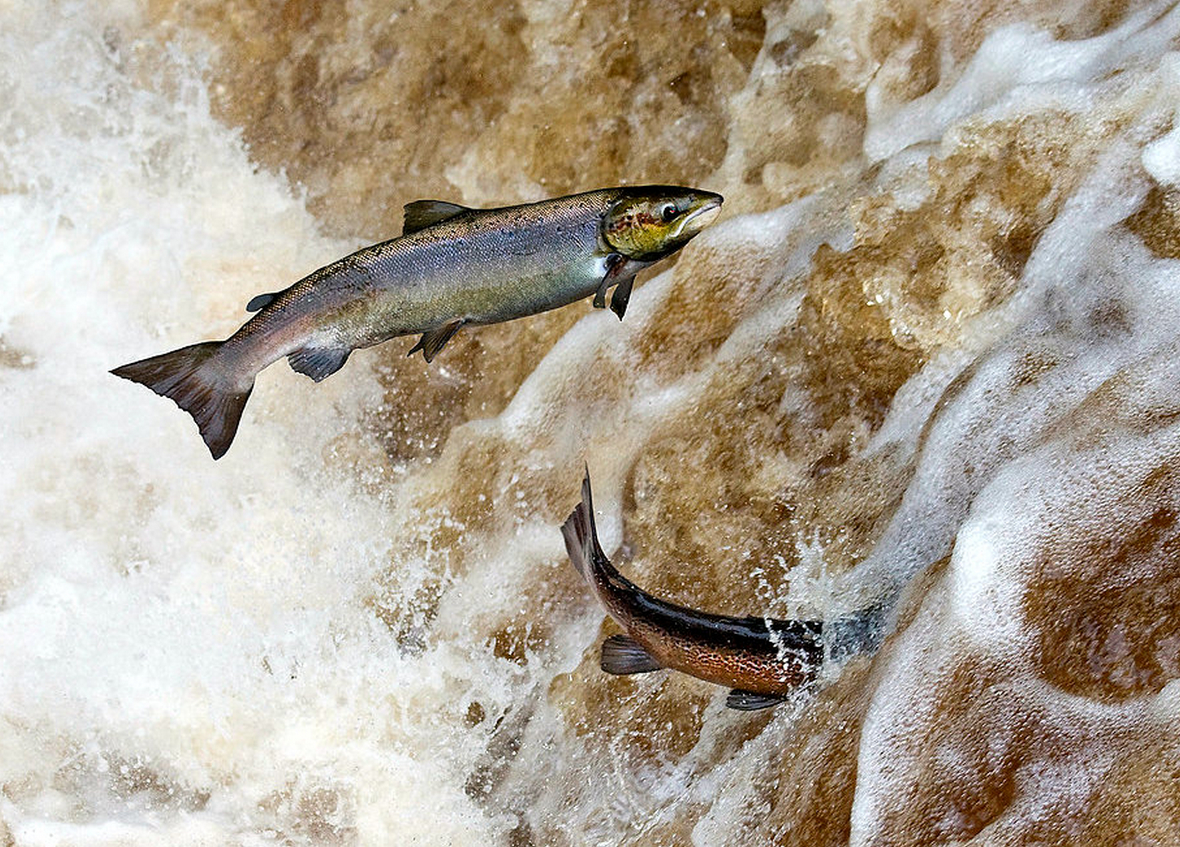 salmon leaping