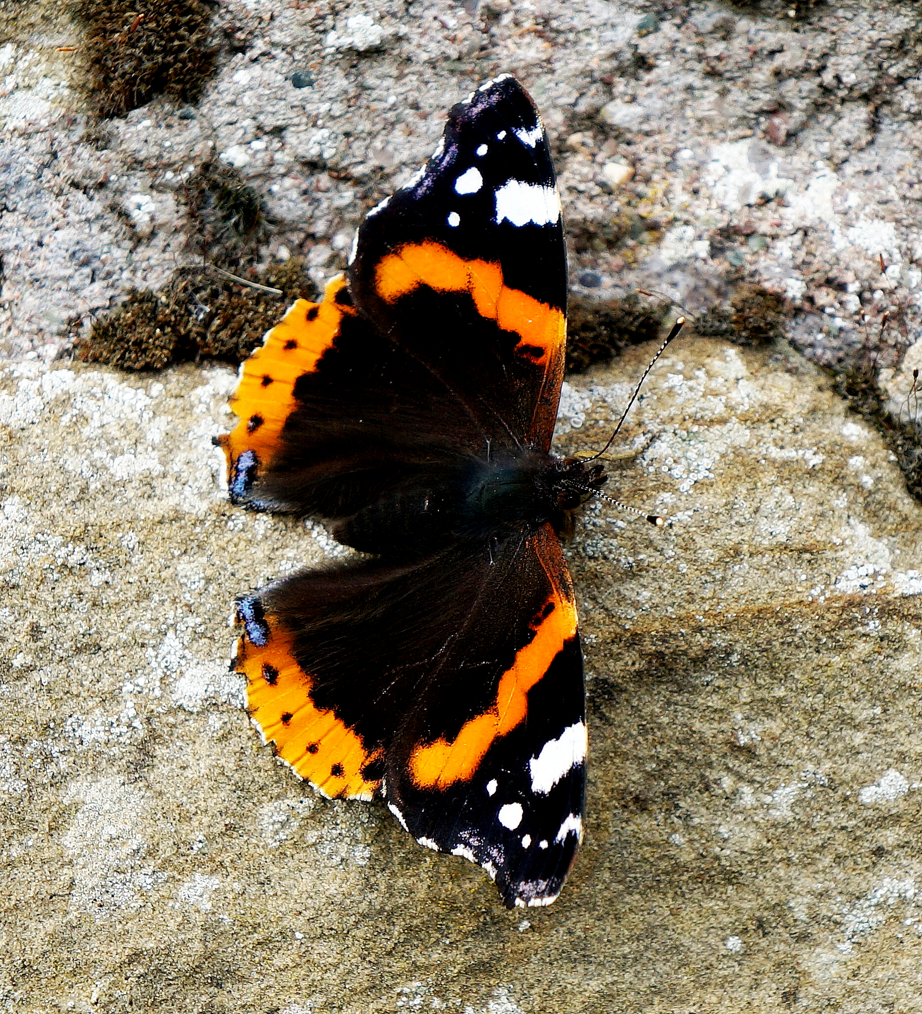 Red admiral