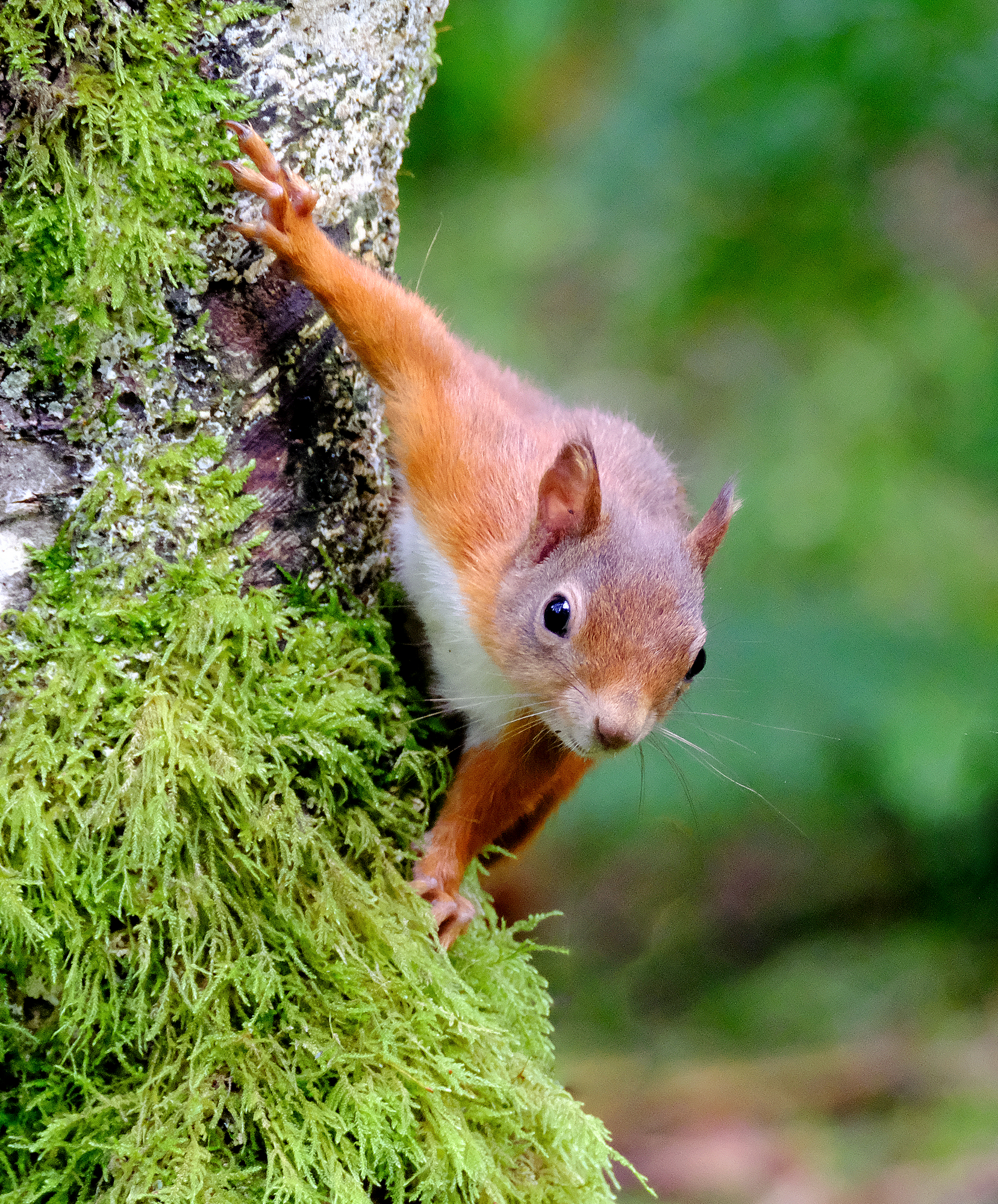 red squirrel peeking round a tree