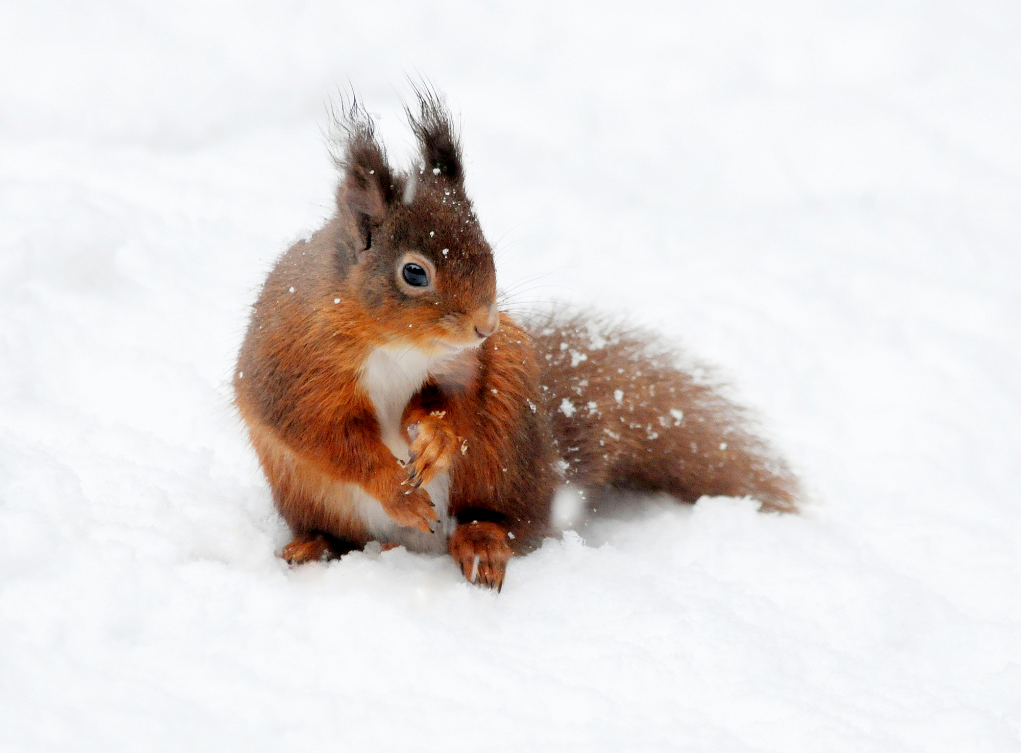 red squirrel in snow