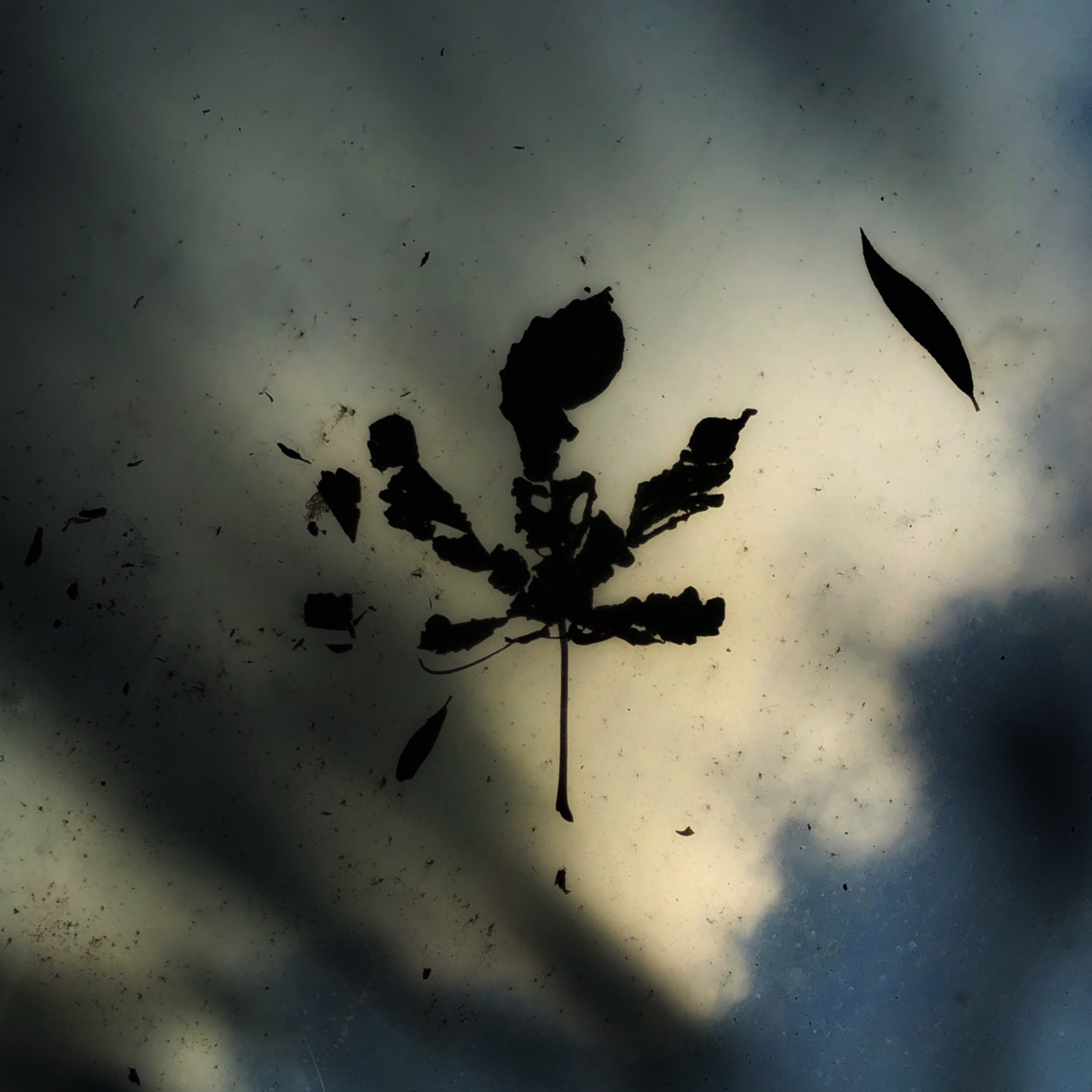 RHKing-"Last Leave Into Winter"