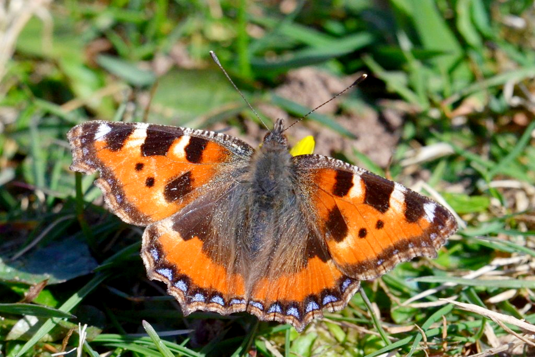 Small Tortoiseshell