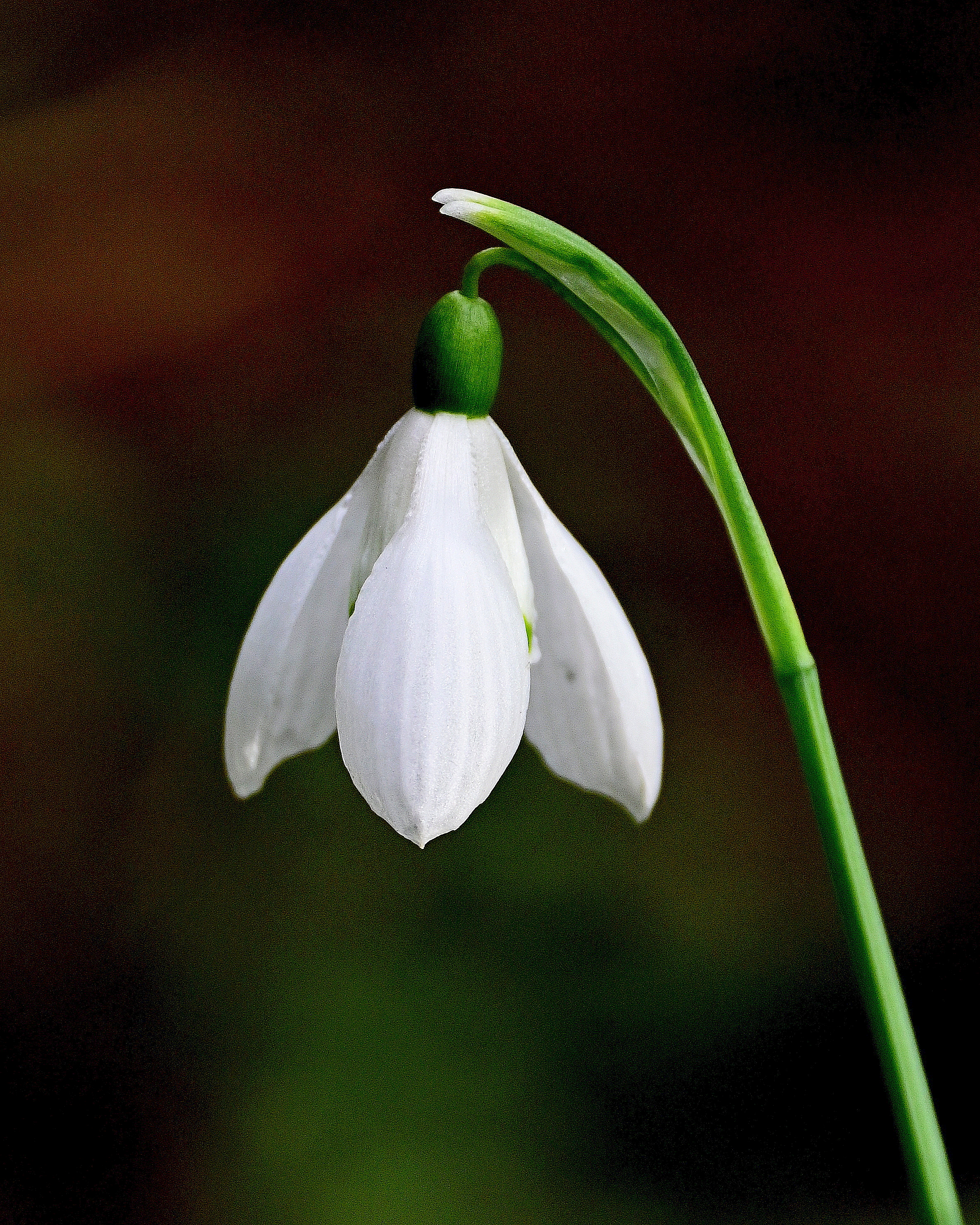 one singular snowdrop