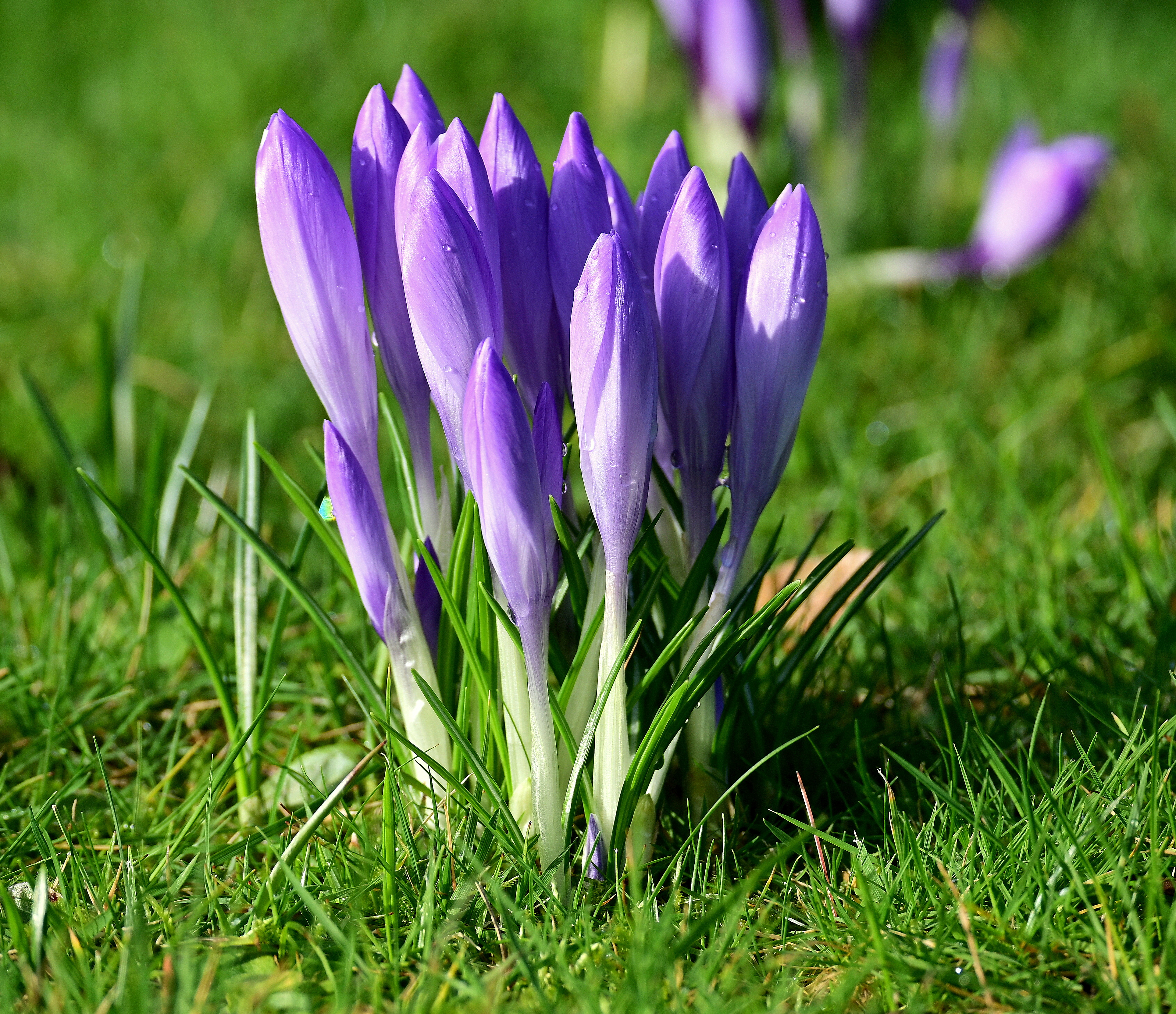 A chorus of crocuses